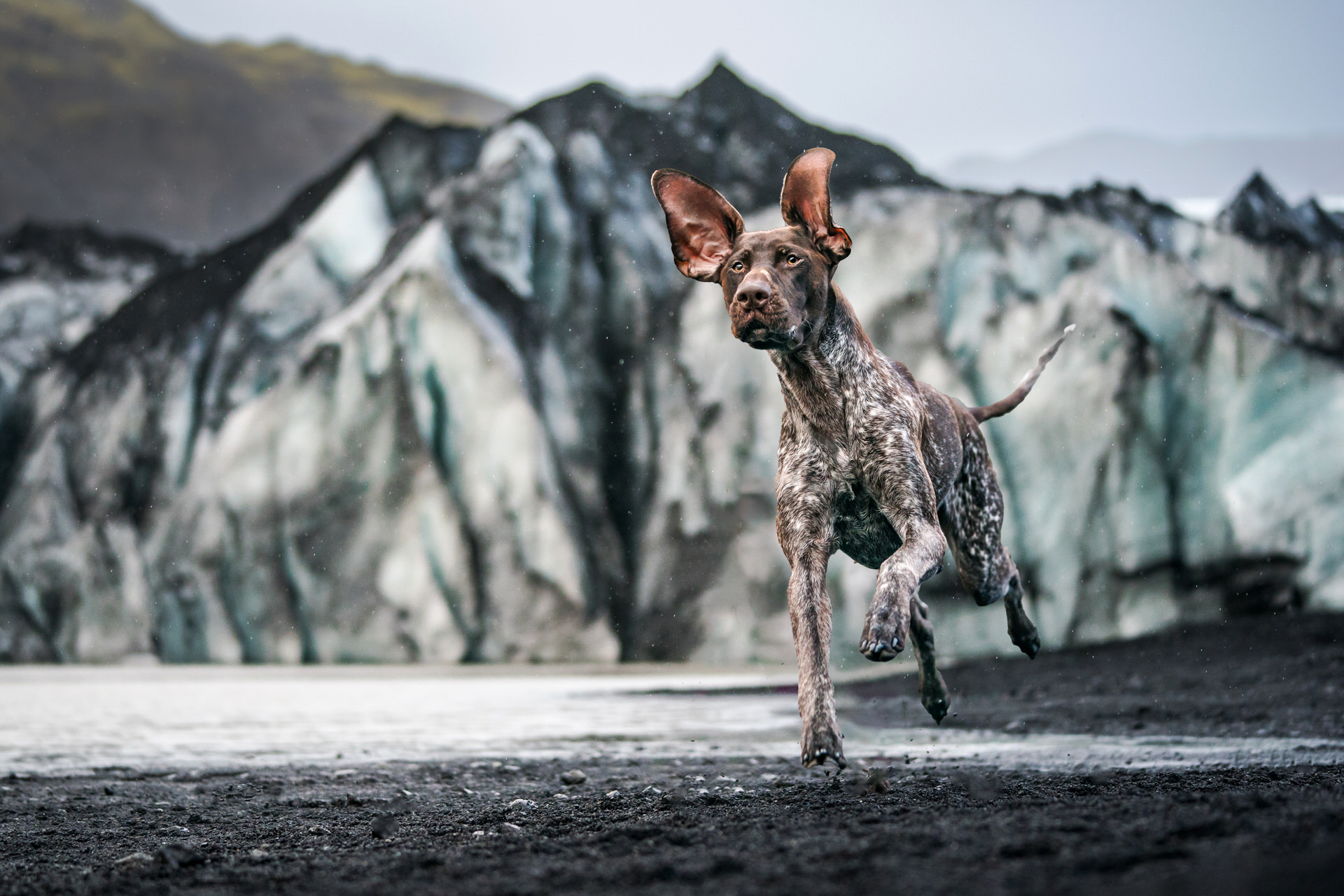 Spotted dog running by glacier in Iceland