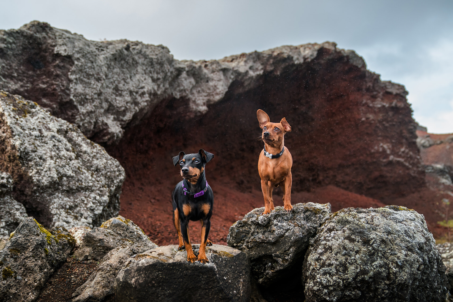 Two dogs standing on rocks with a scenic background.