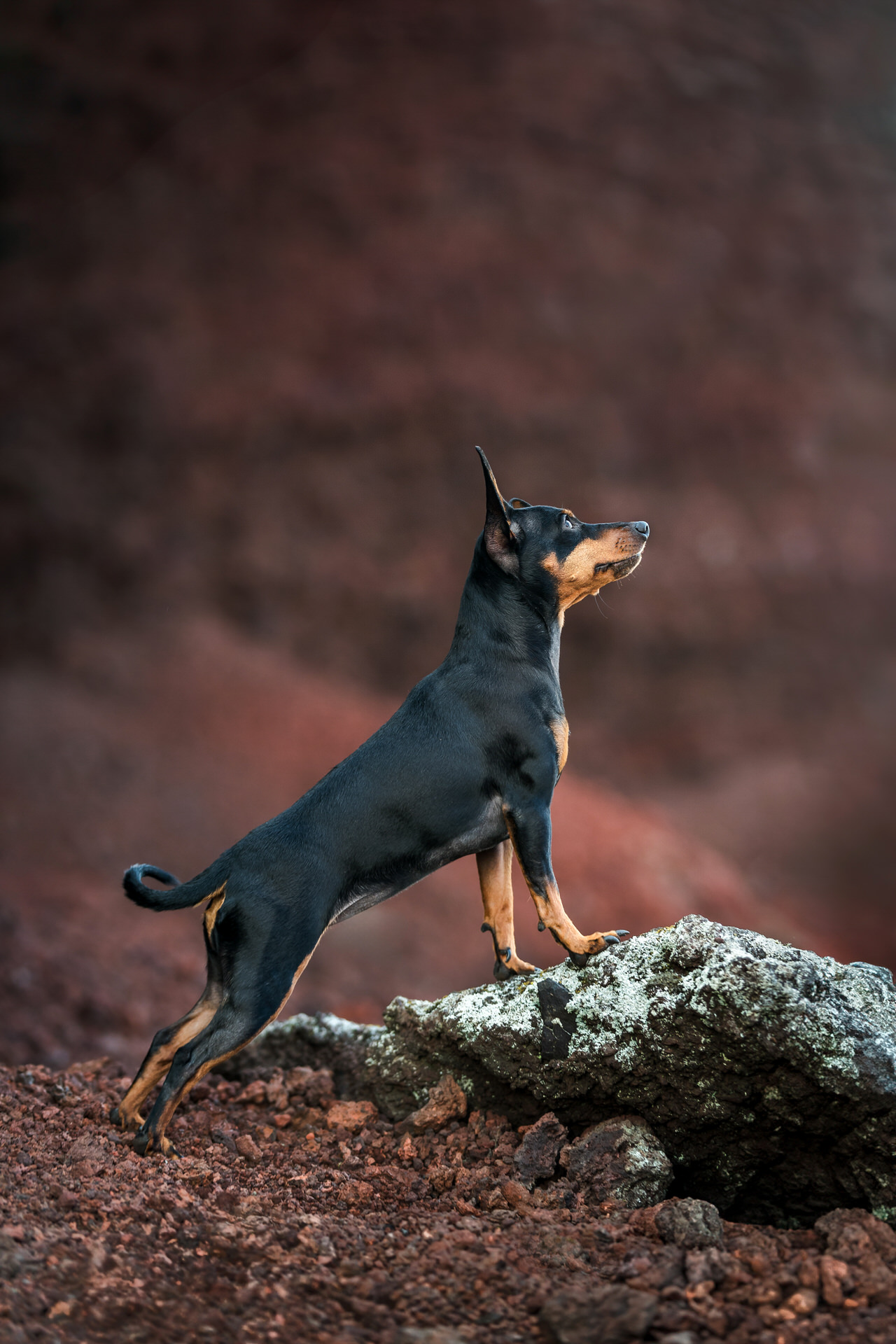 Miniature Pinscher standing on rock outdoors