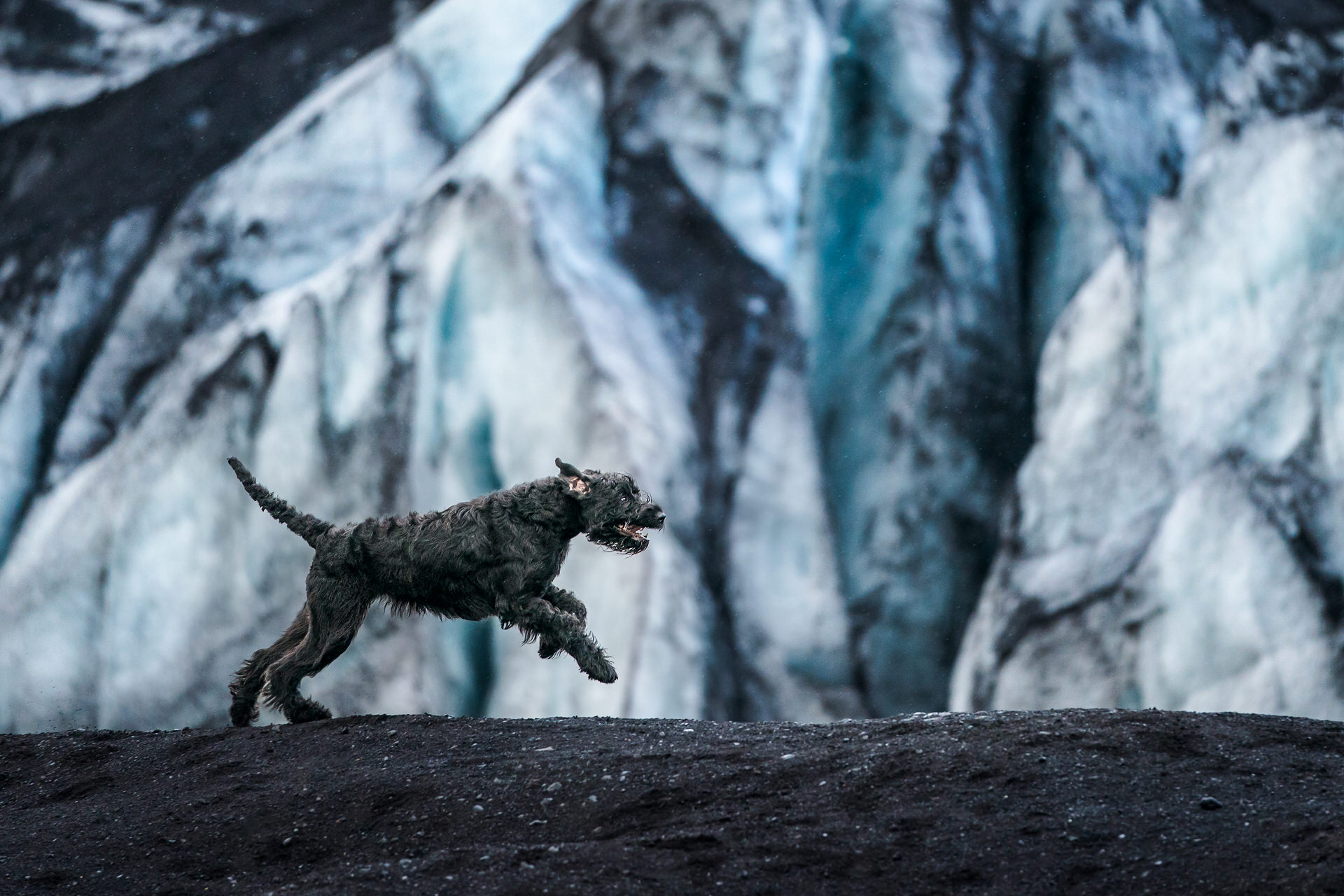 Dog running in front of glacier in Iceland
