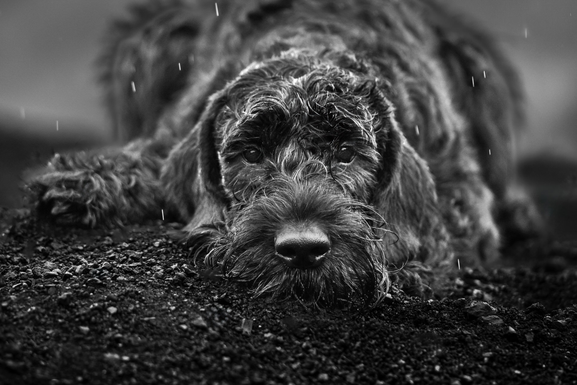Wet dog lying down in rain, black and white photo.