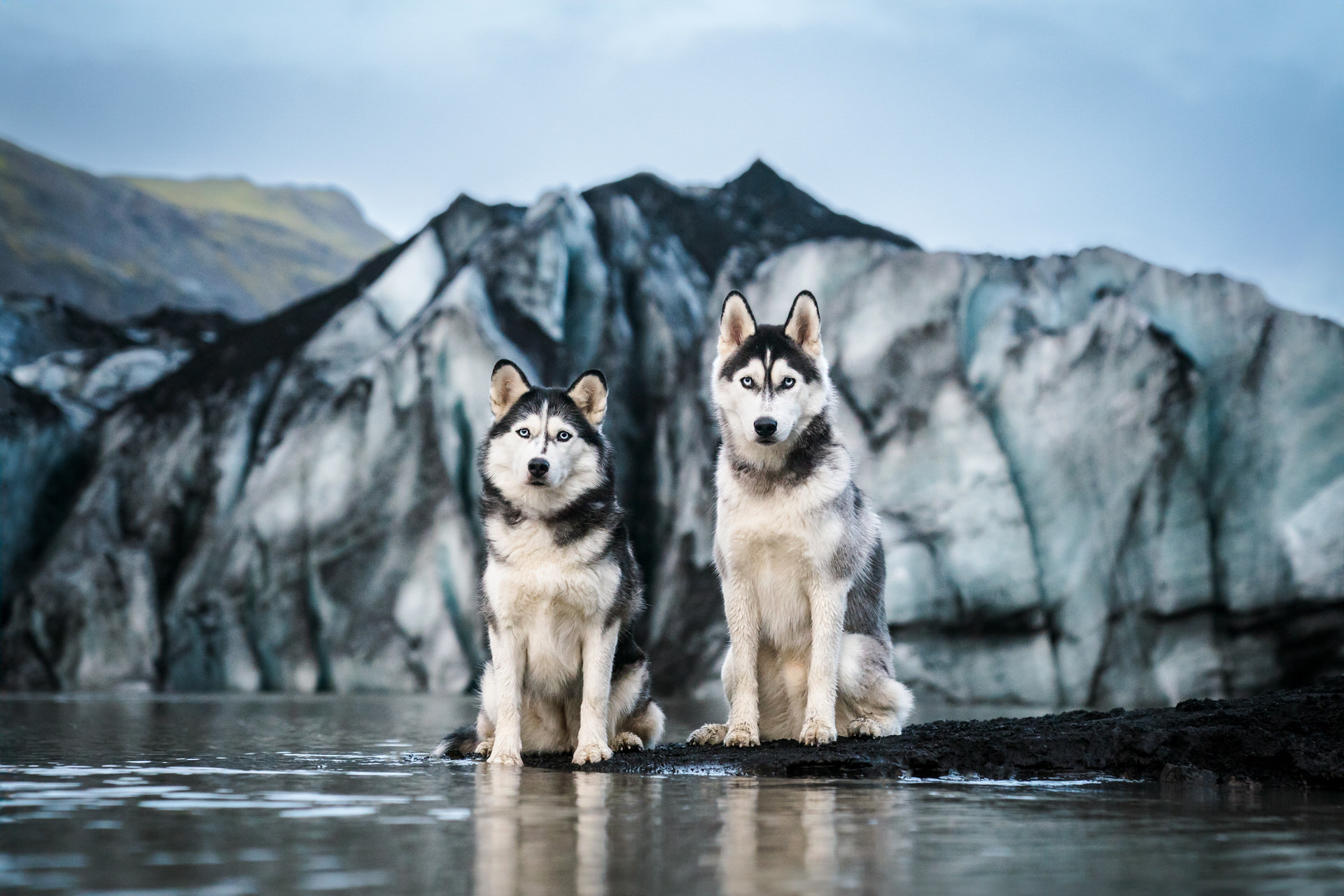 Two Siberian Huskies before icy mountain background at Sólheimajökull Glacier in Iceland