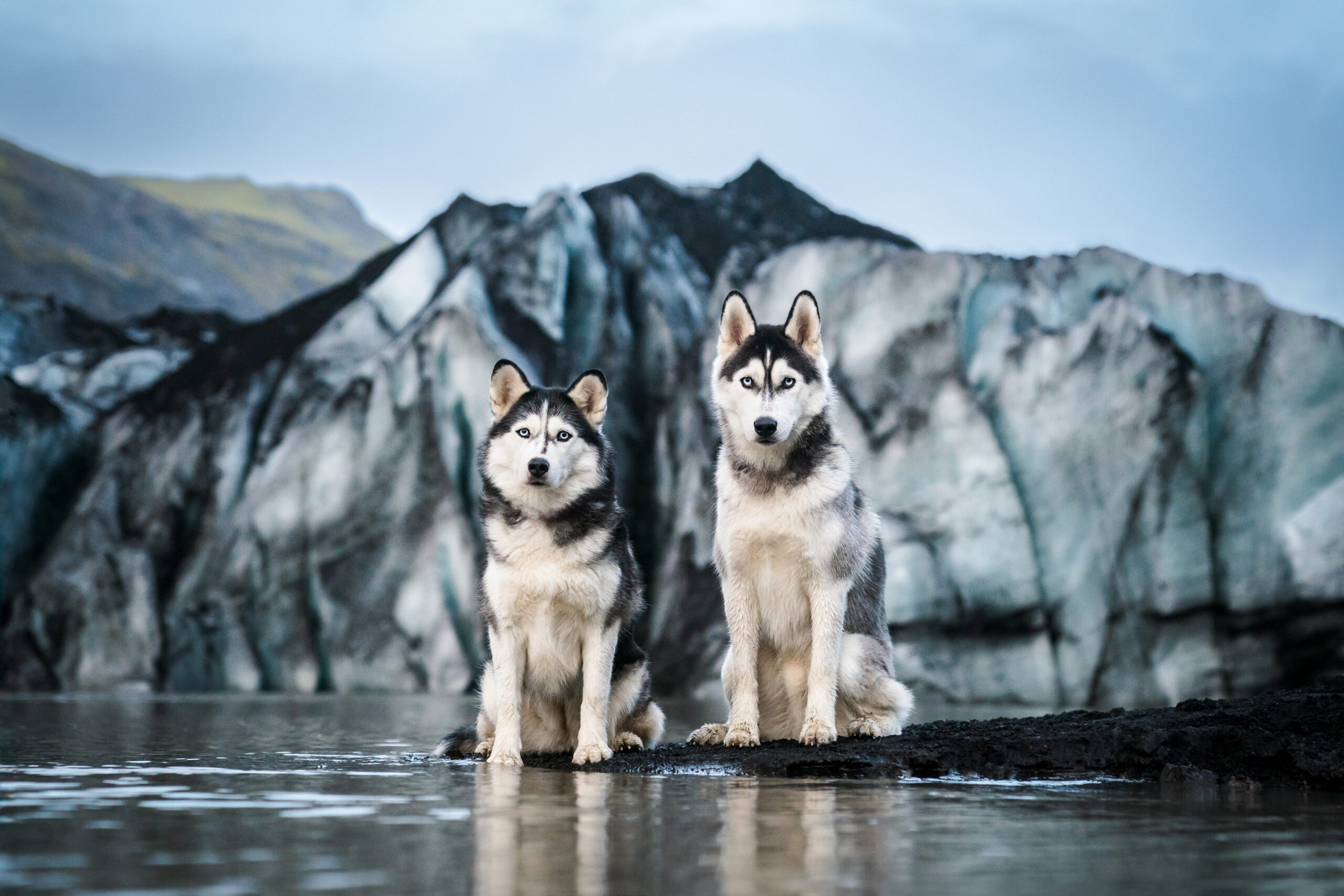 Dogs of Iceland  |  A Photographer’s Dream