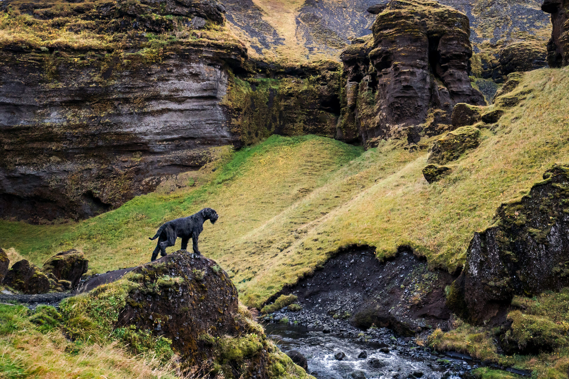 Dog on rock overlooking mossy canyon and stream in Iceland.