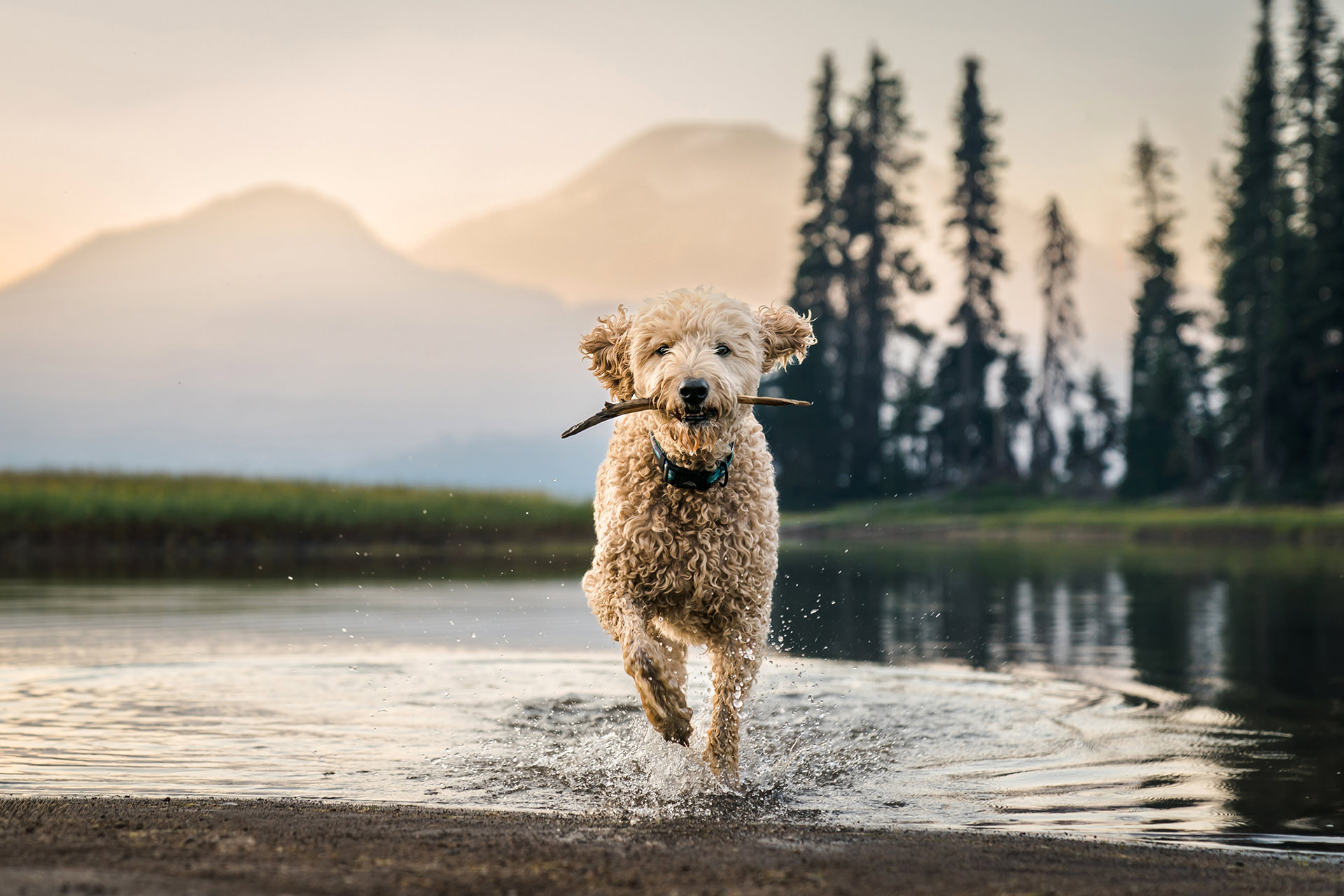 couple with dogs running on the beach