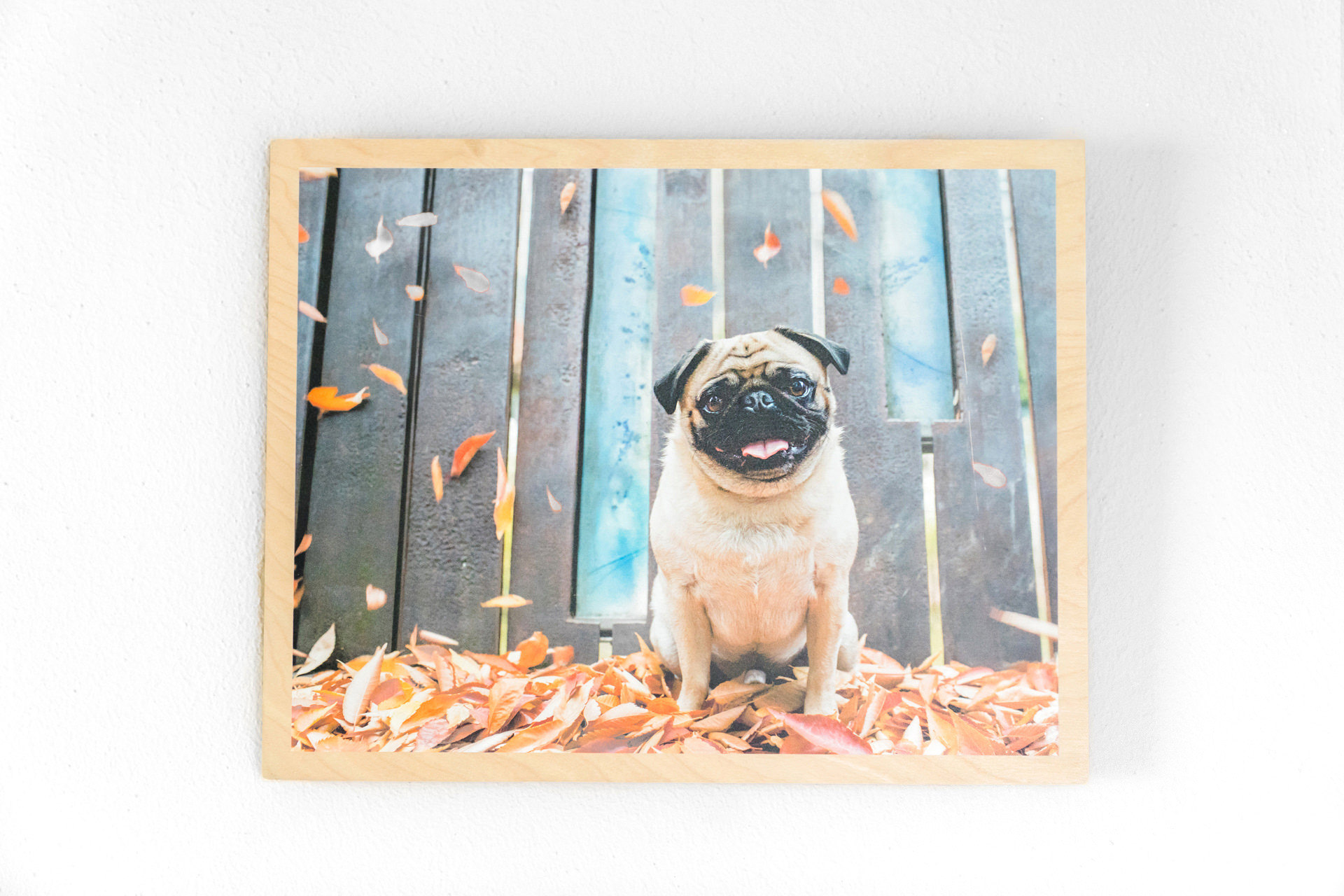 Pug dog with autumn leaves canvas print.