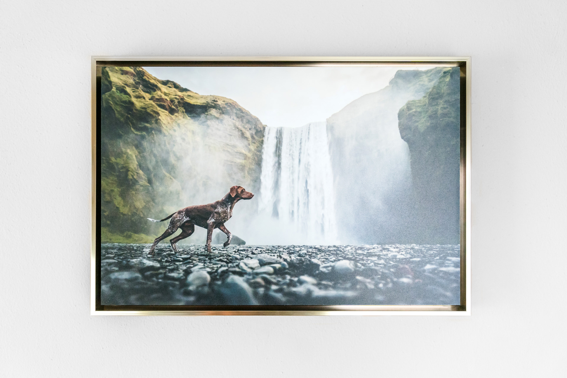 Framed photo of dog in front of waterfall on wall.