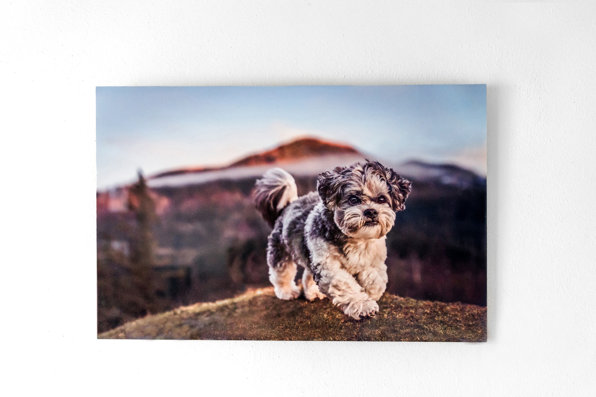 Shih Tzu dog on a mountain landscape canvas.