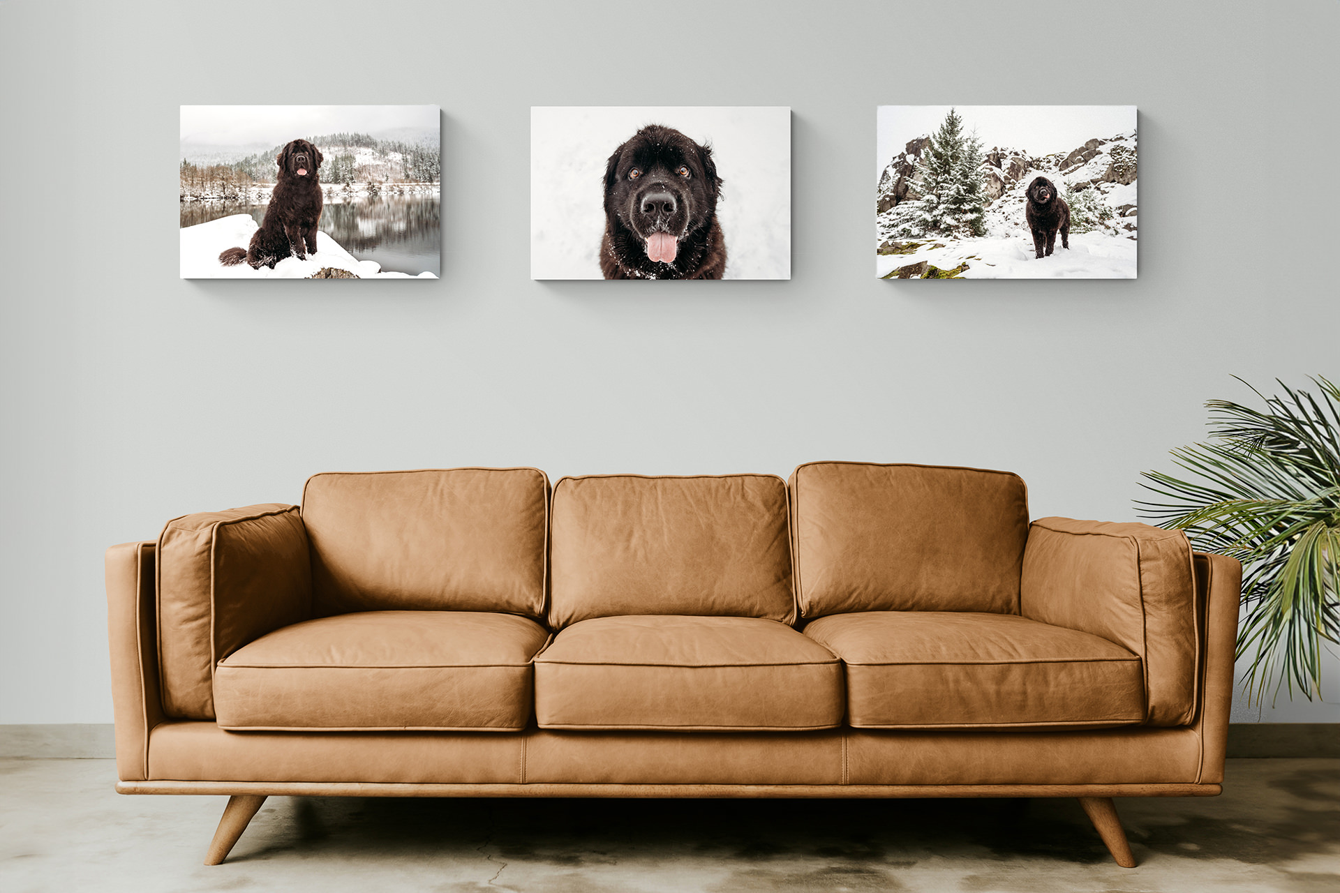 Dog portraits above modern tan leather couch in room.
