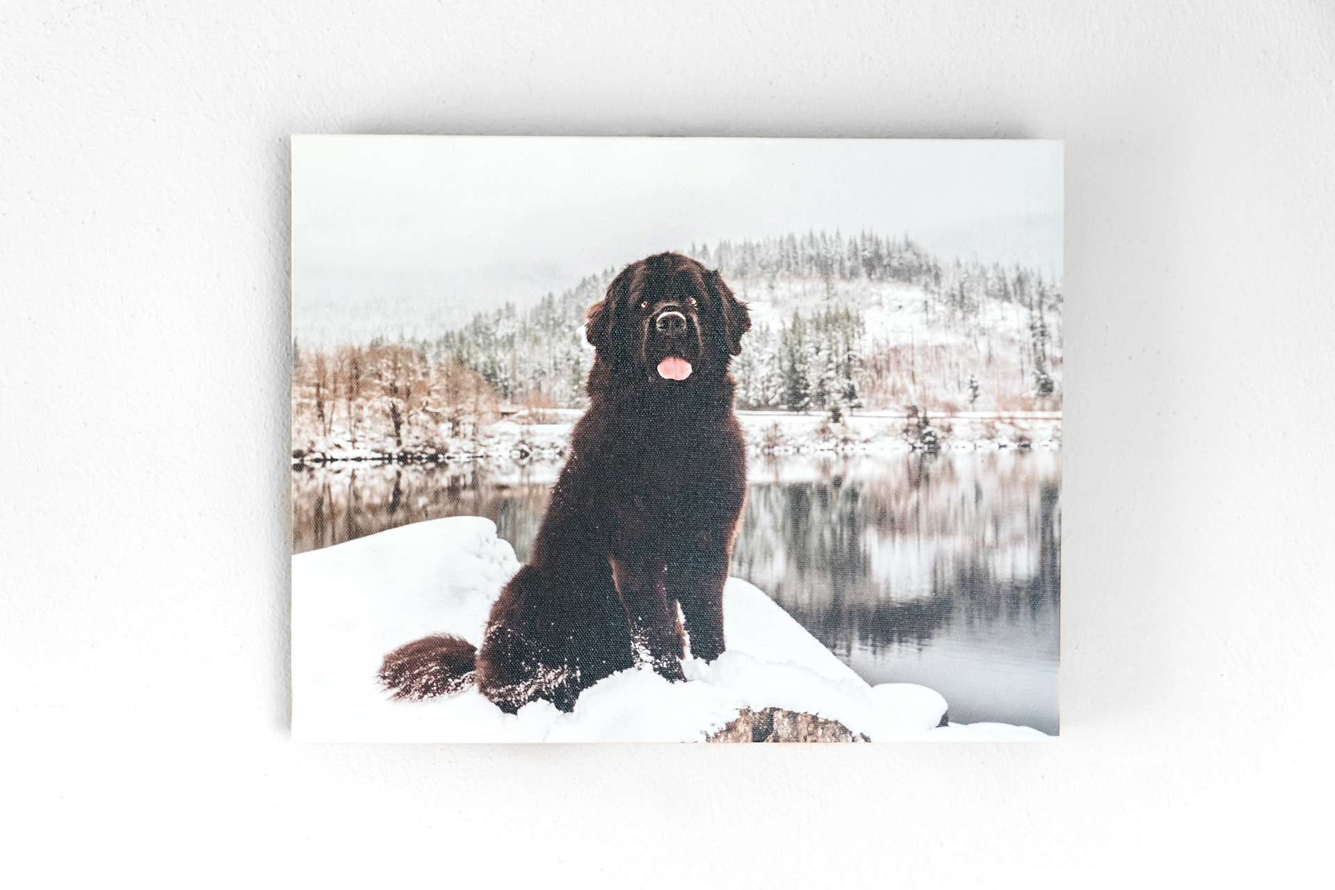 Black dog on snowy lakeside canvas print.