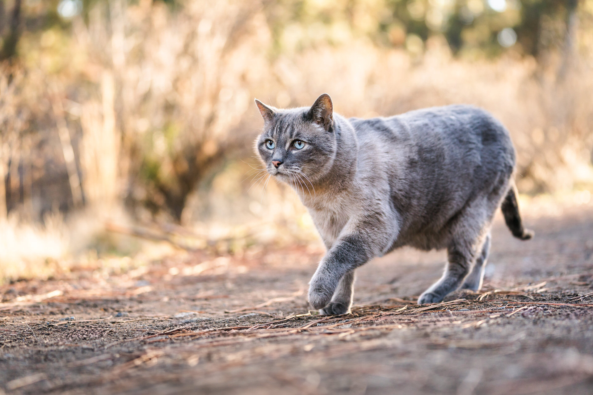 Alert cat prowling outdoor trail