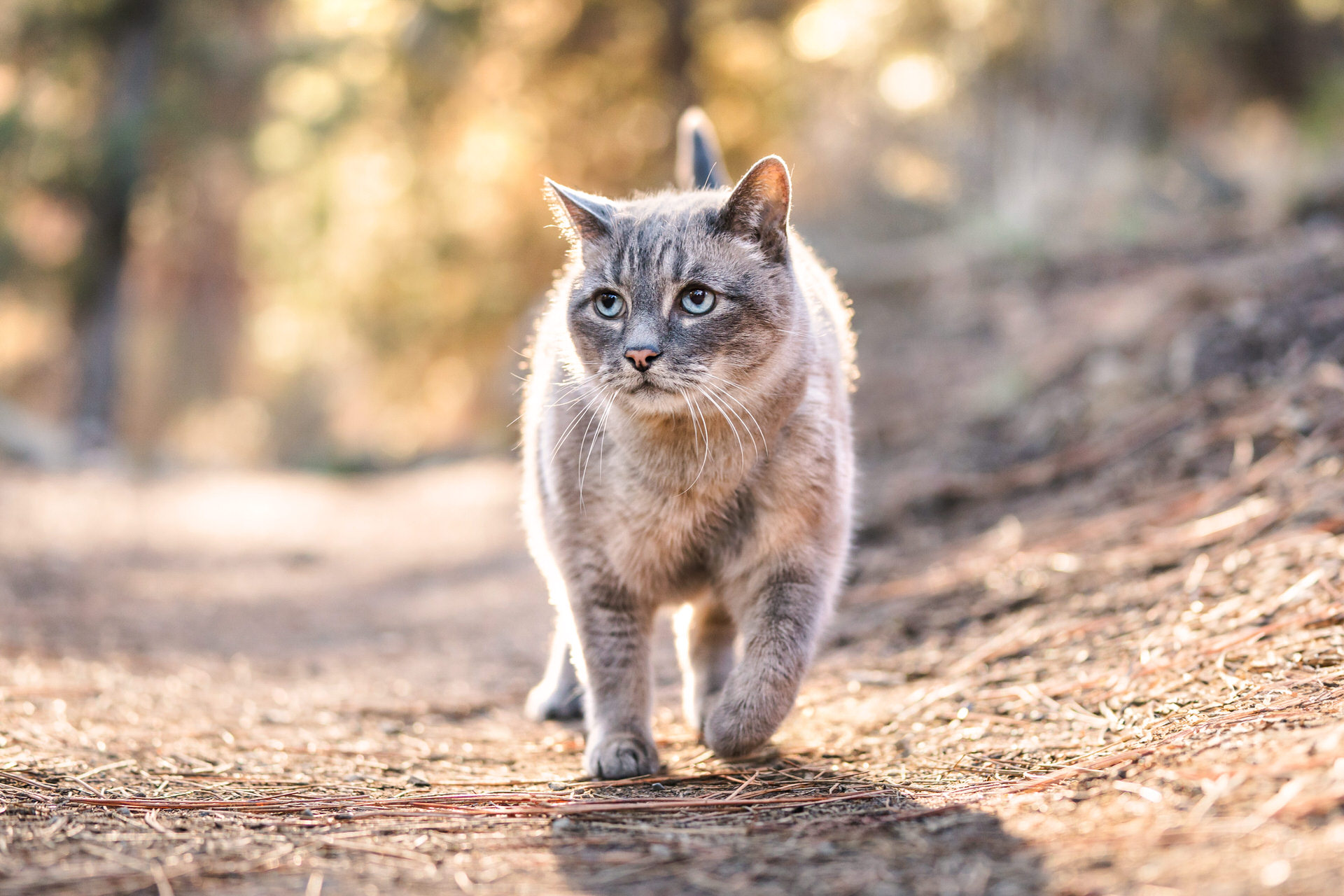 Gray cat walking outdoors on trail.