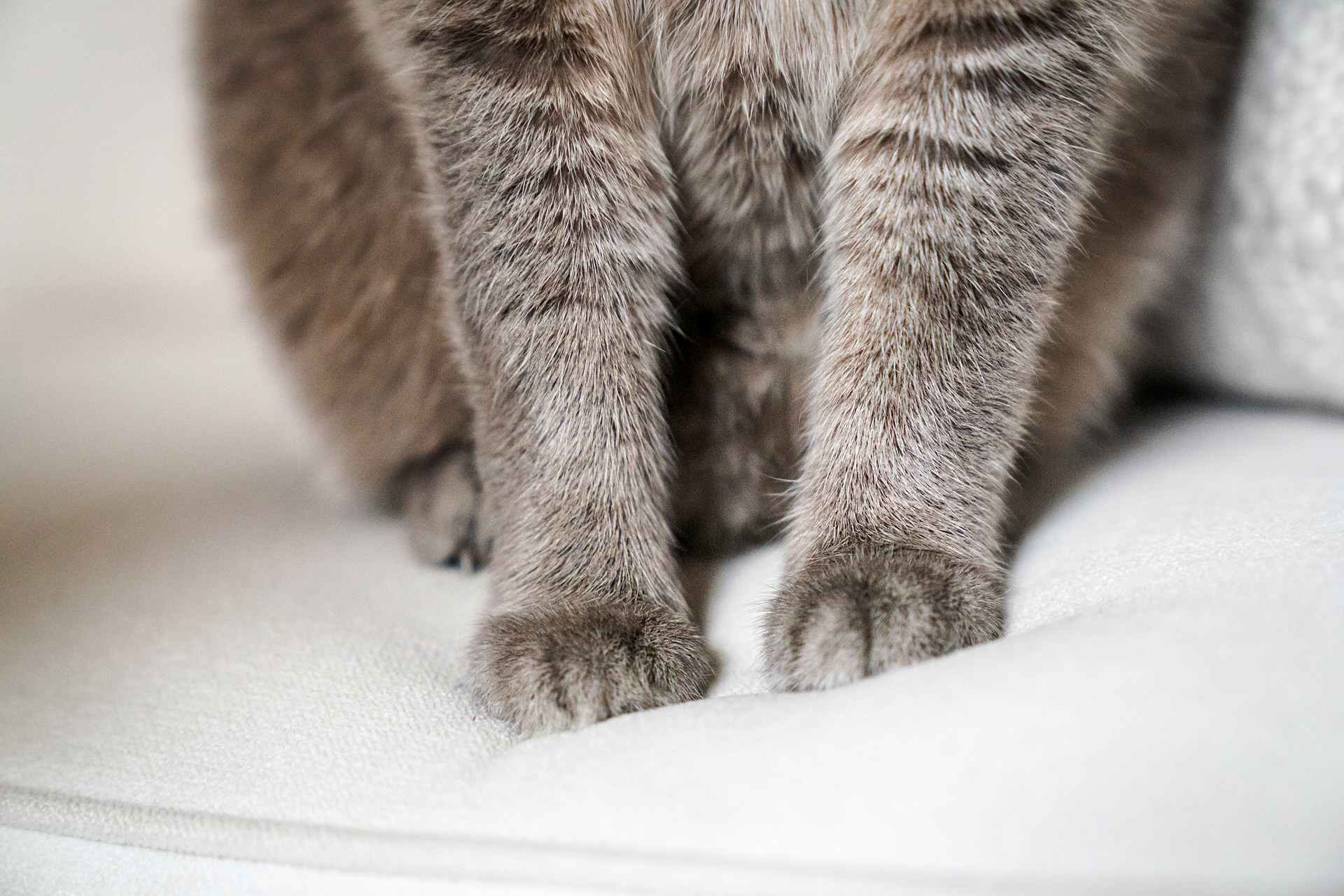 Gray cat paws on white fabric texture.