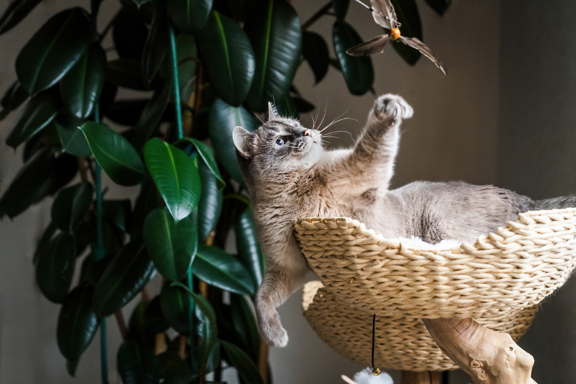 Cat playing in hanging basket with plant.