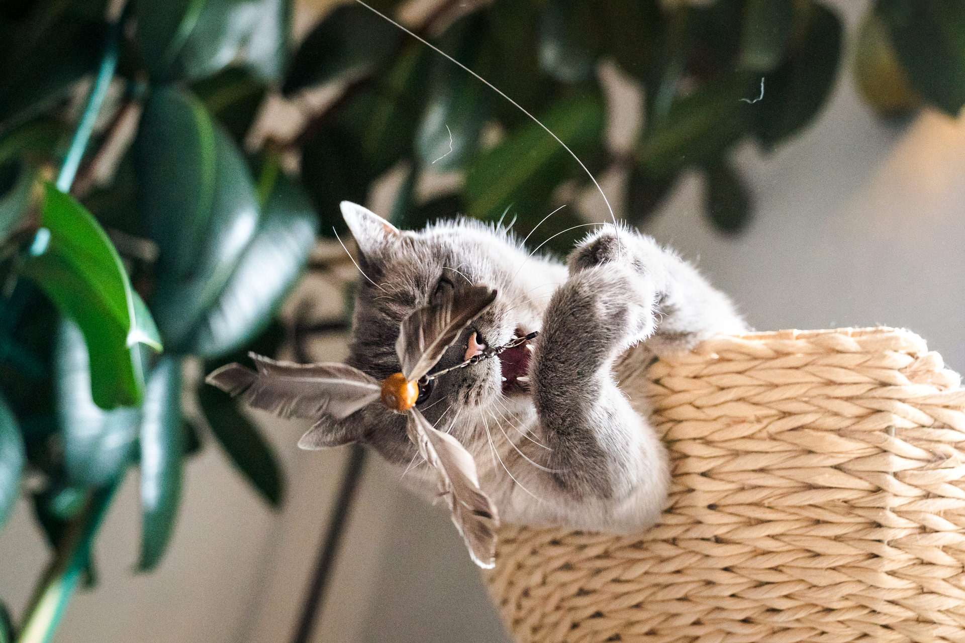 Cat catching bird toy in action