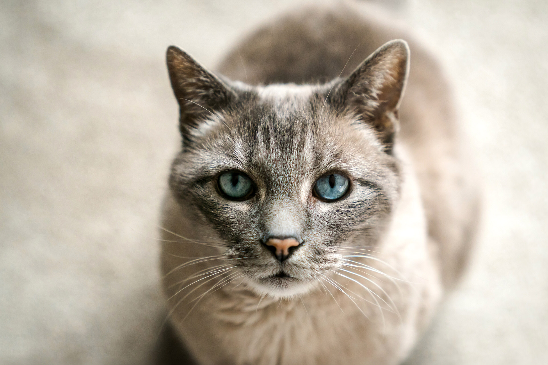 Blue-eyed cat close-up.