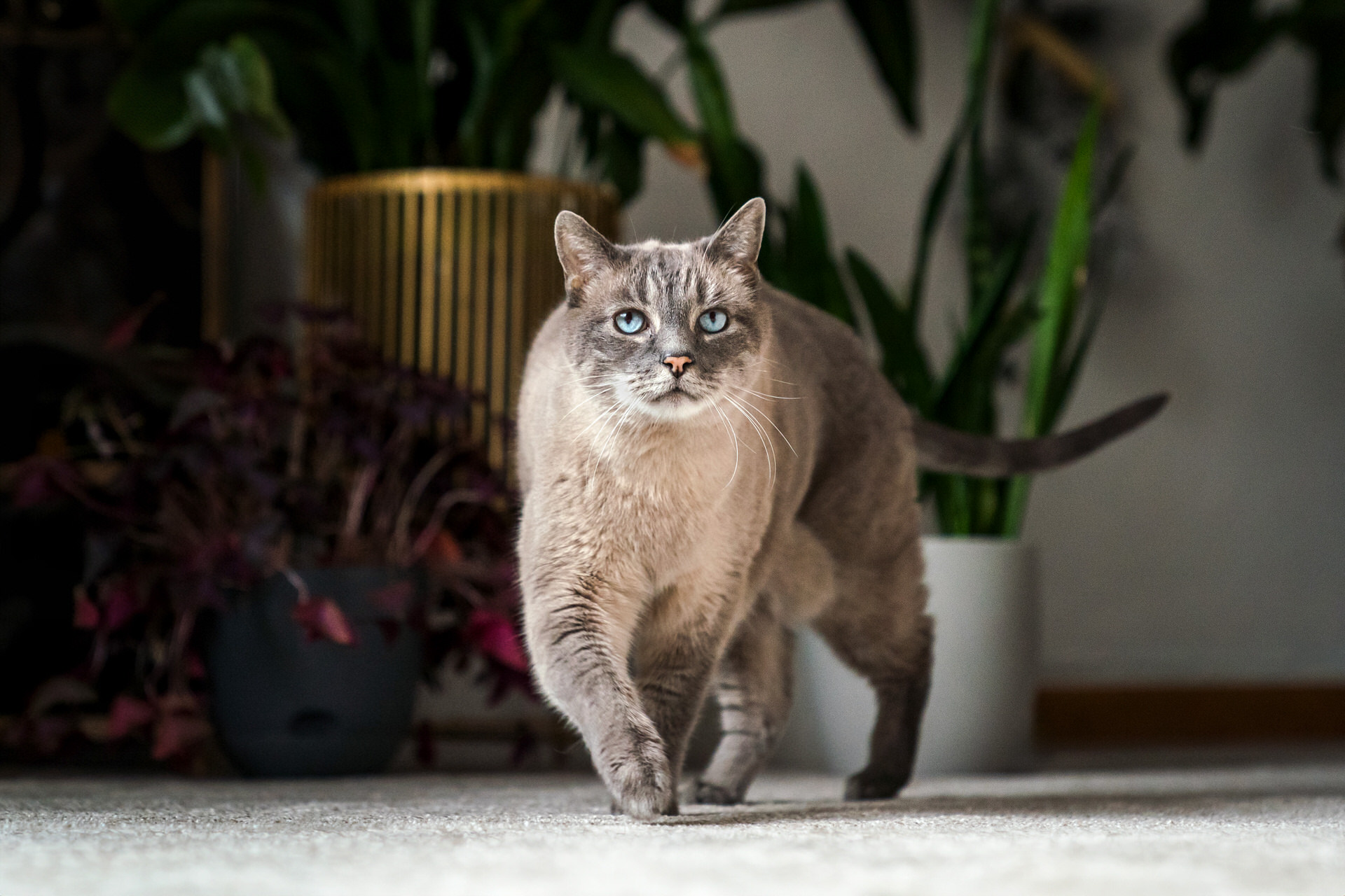 Blue-eyed cat walking indoors