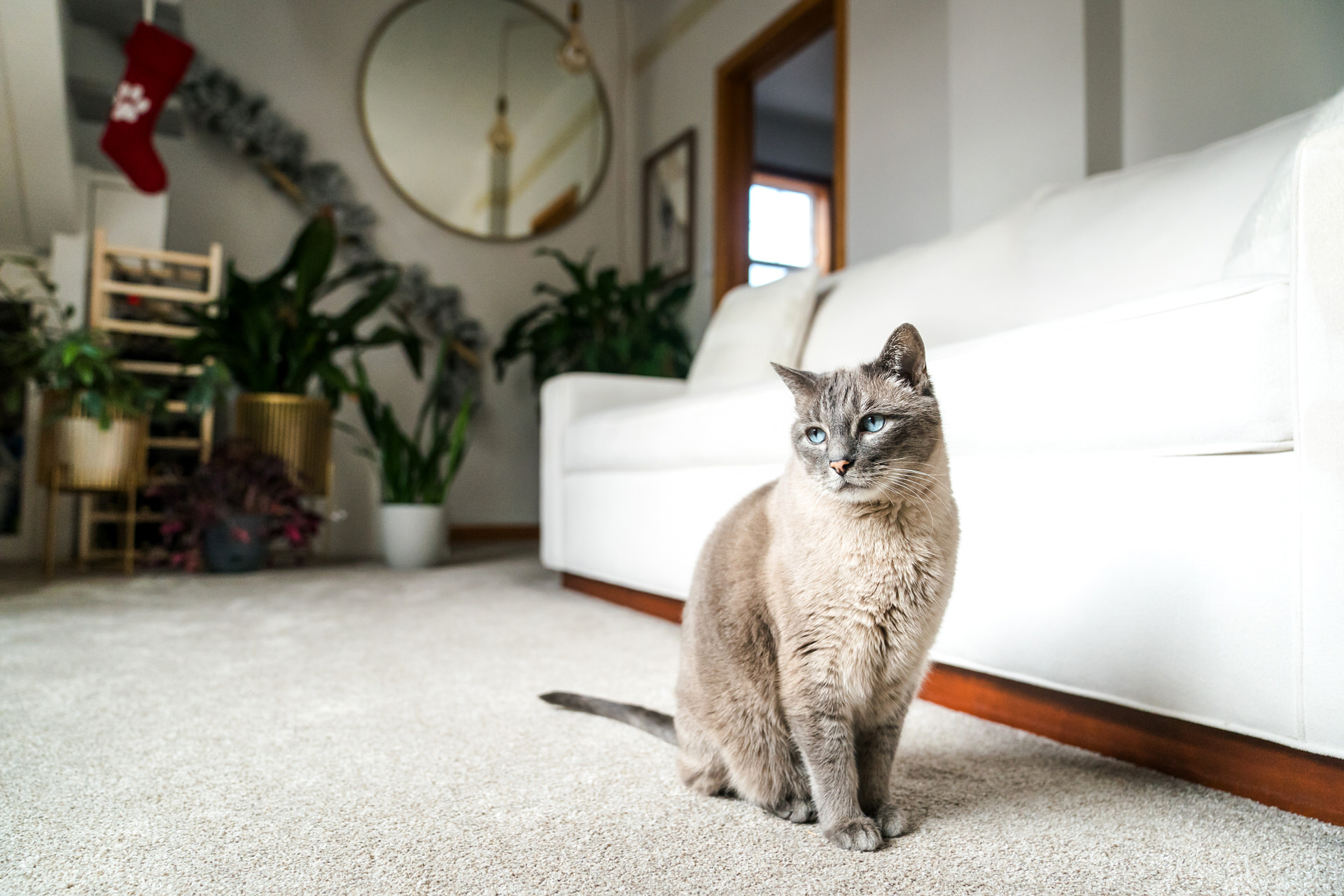 Cat sitting in a living room.