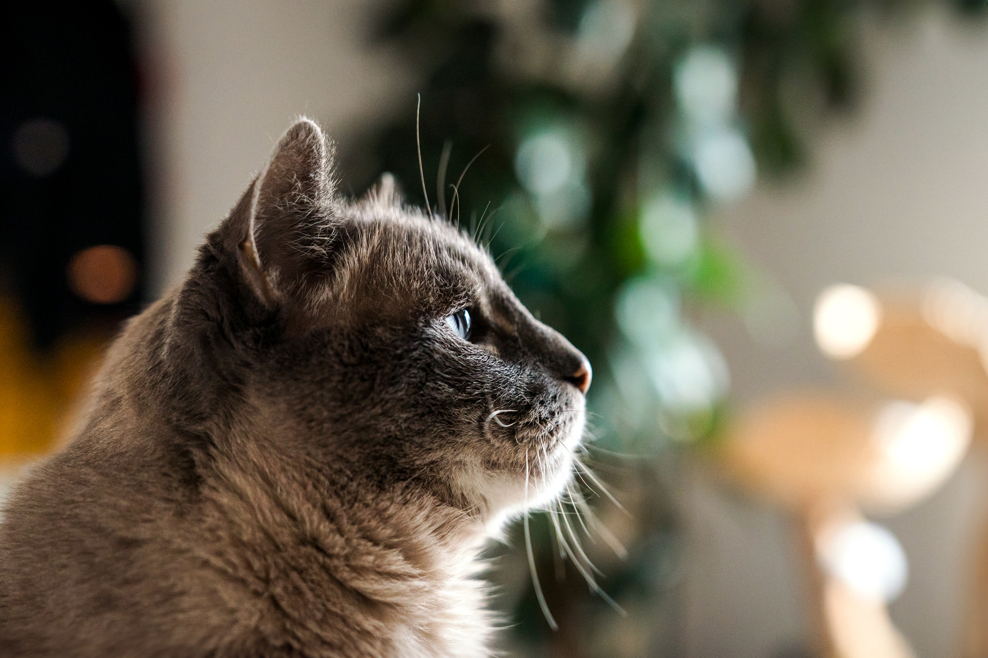 Cat gazing intently indoors.