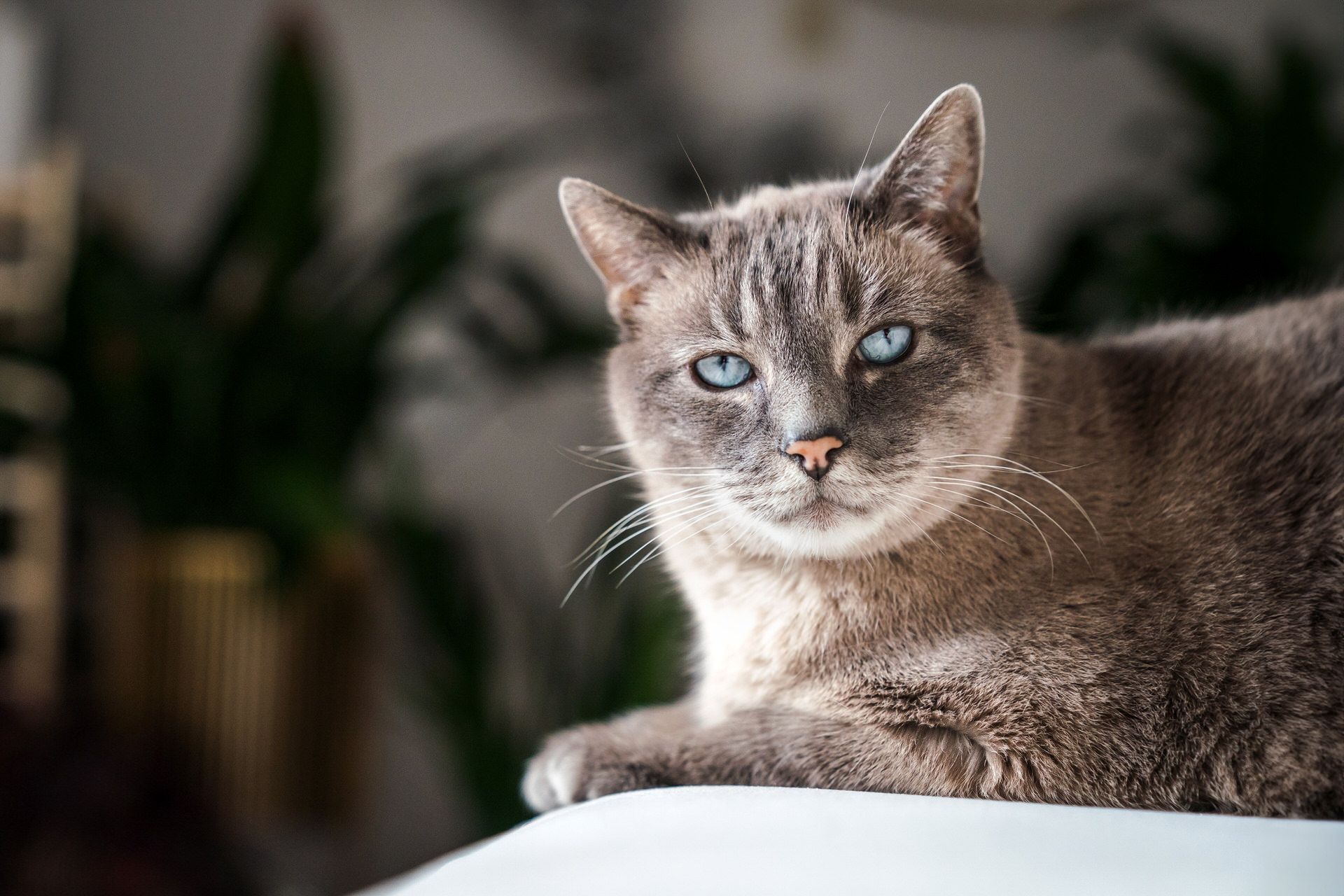 Blue-eyed gray cat lounging indoors.
