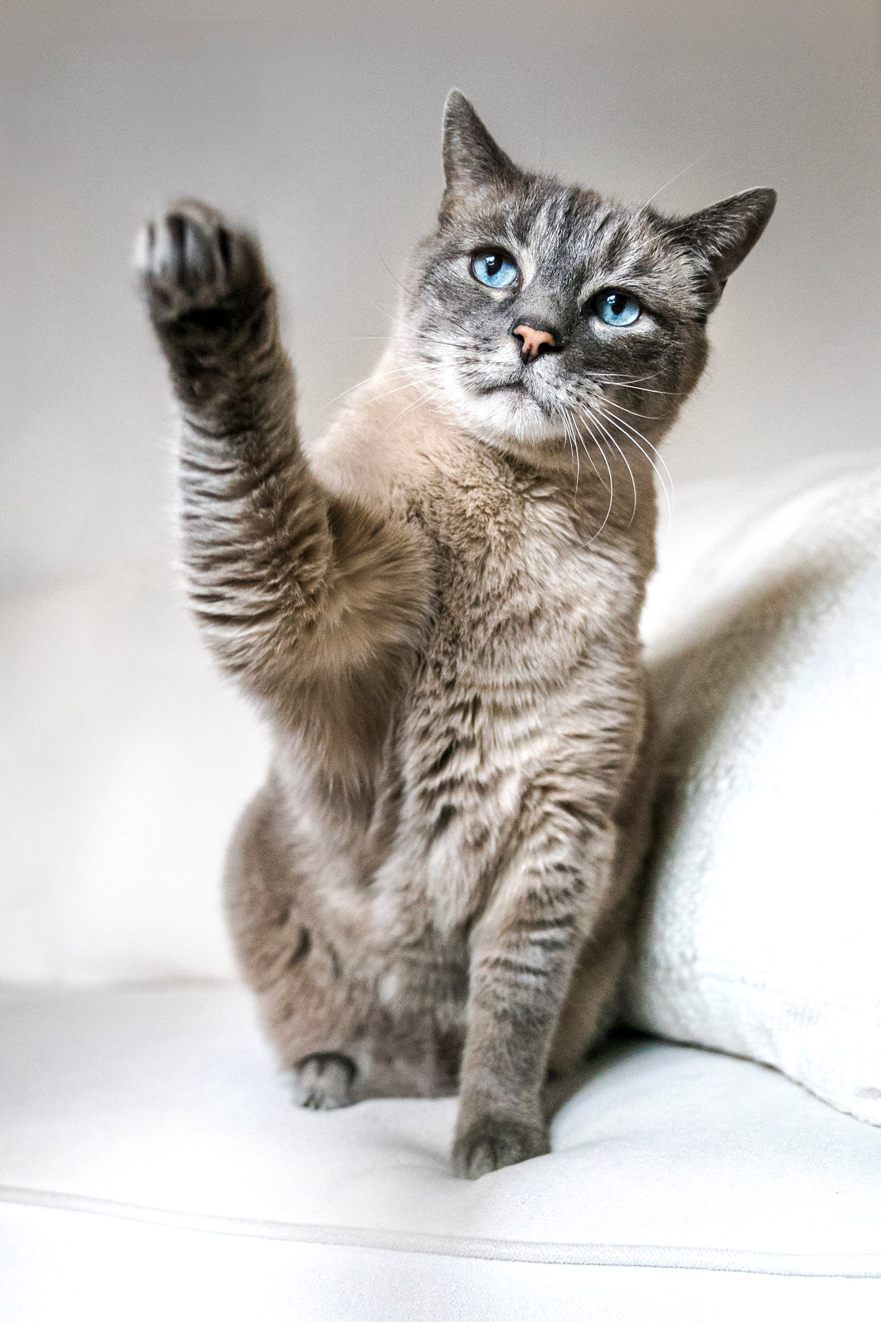 Gray cat with blue eyes raising paw
