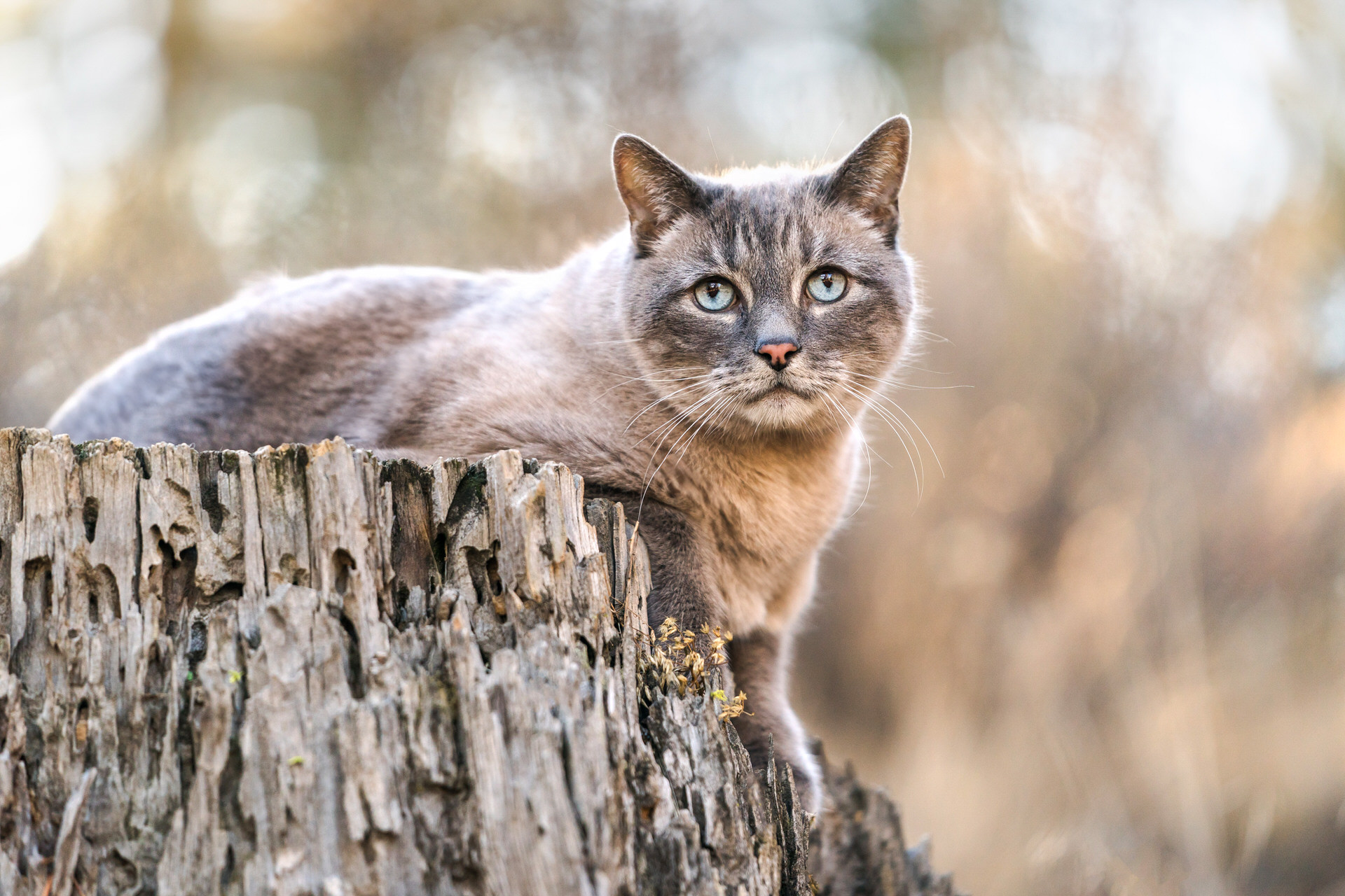 Alert cat on a tree stump.