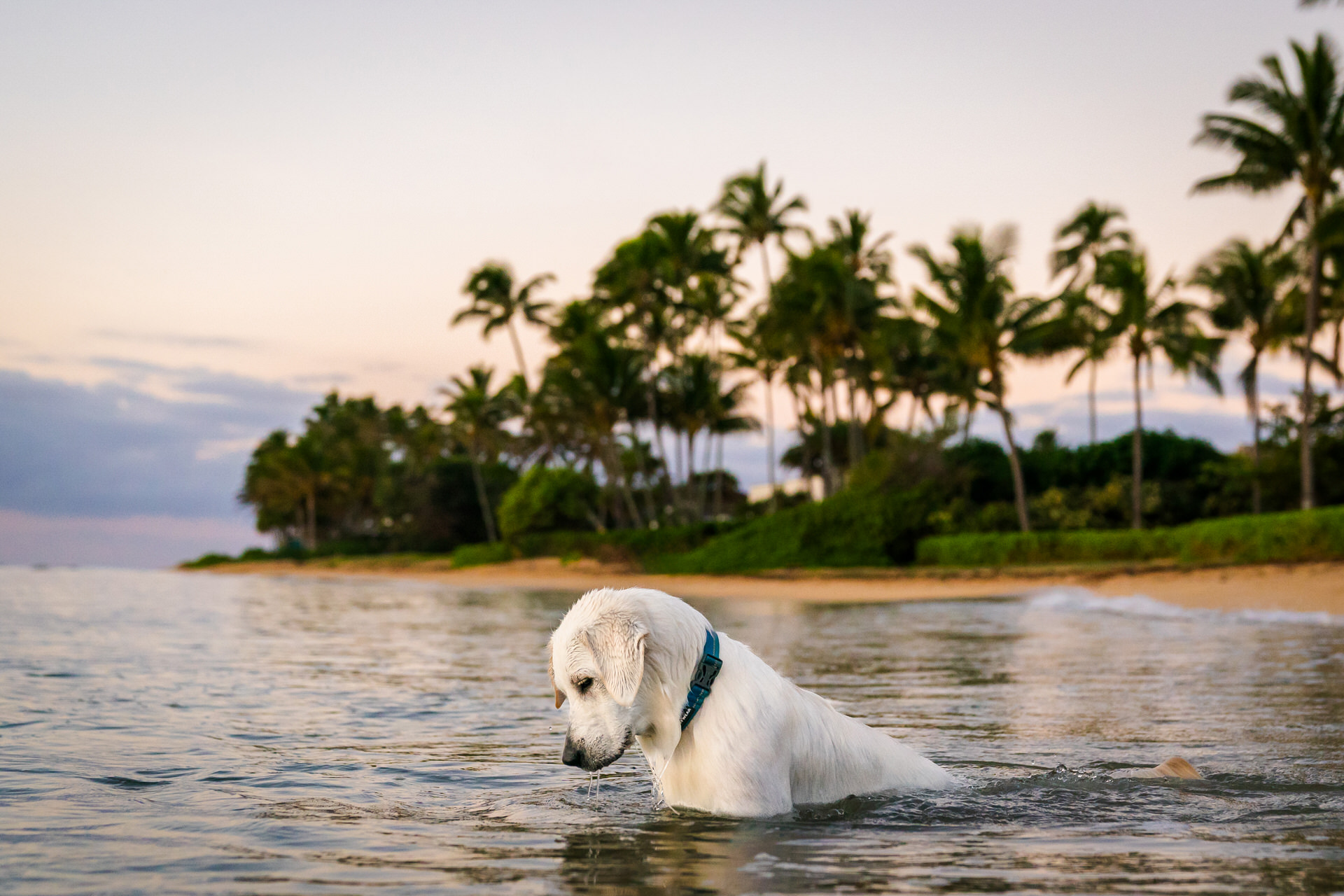 Dog wading in water at tropical beach sunset.