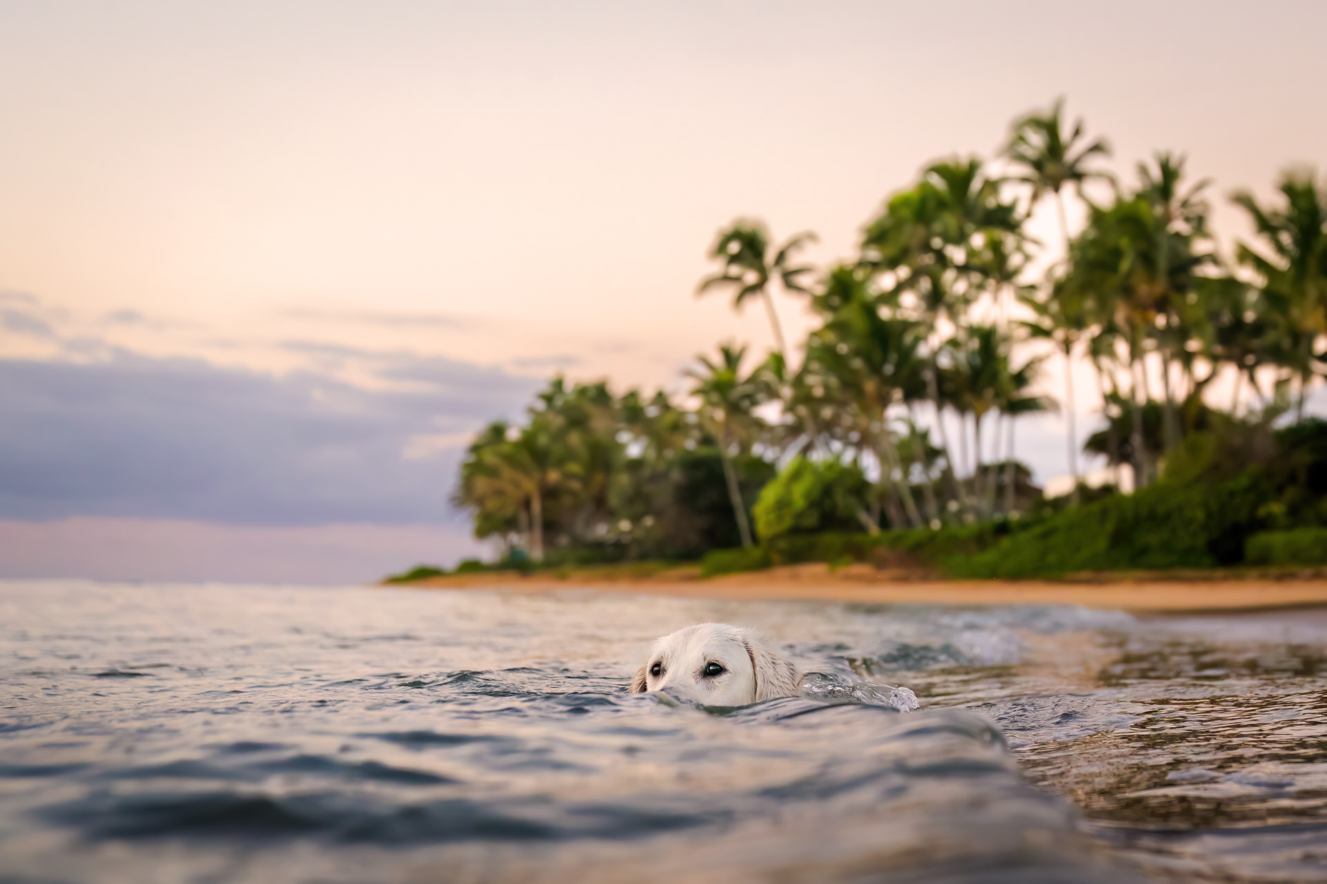 Dog swimming near tropical beach at sunset.