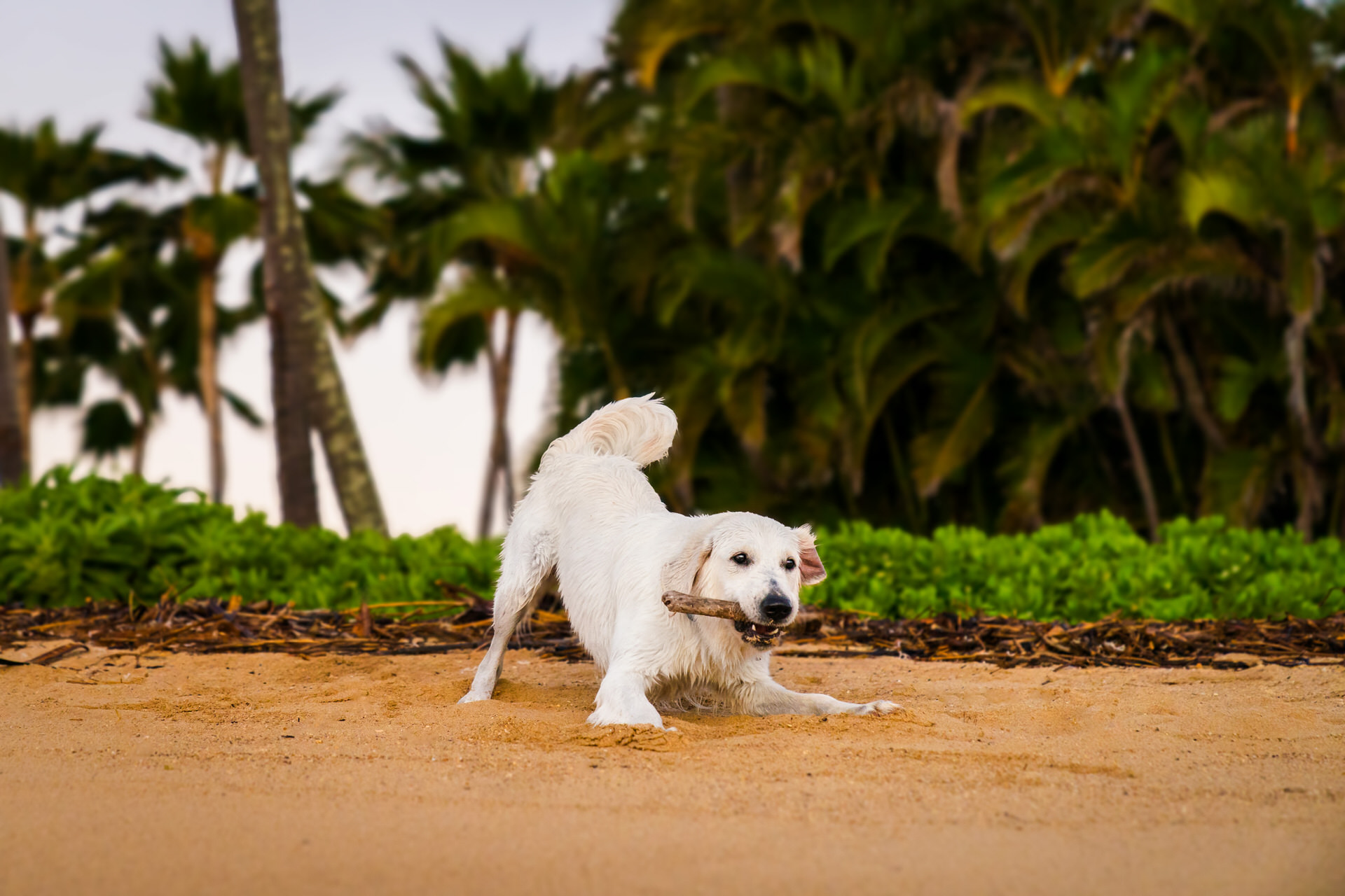 Dog playing with stick on beach.