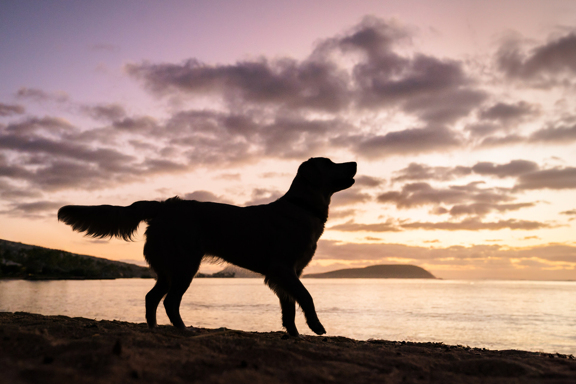 Dog silhouette against beach sunset on Oahu.