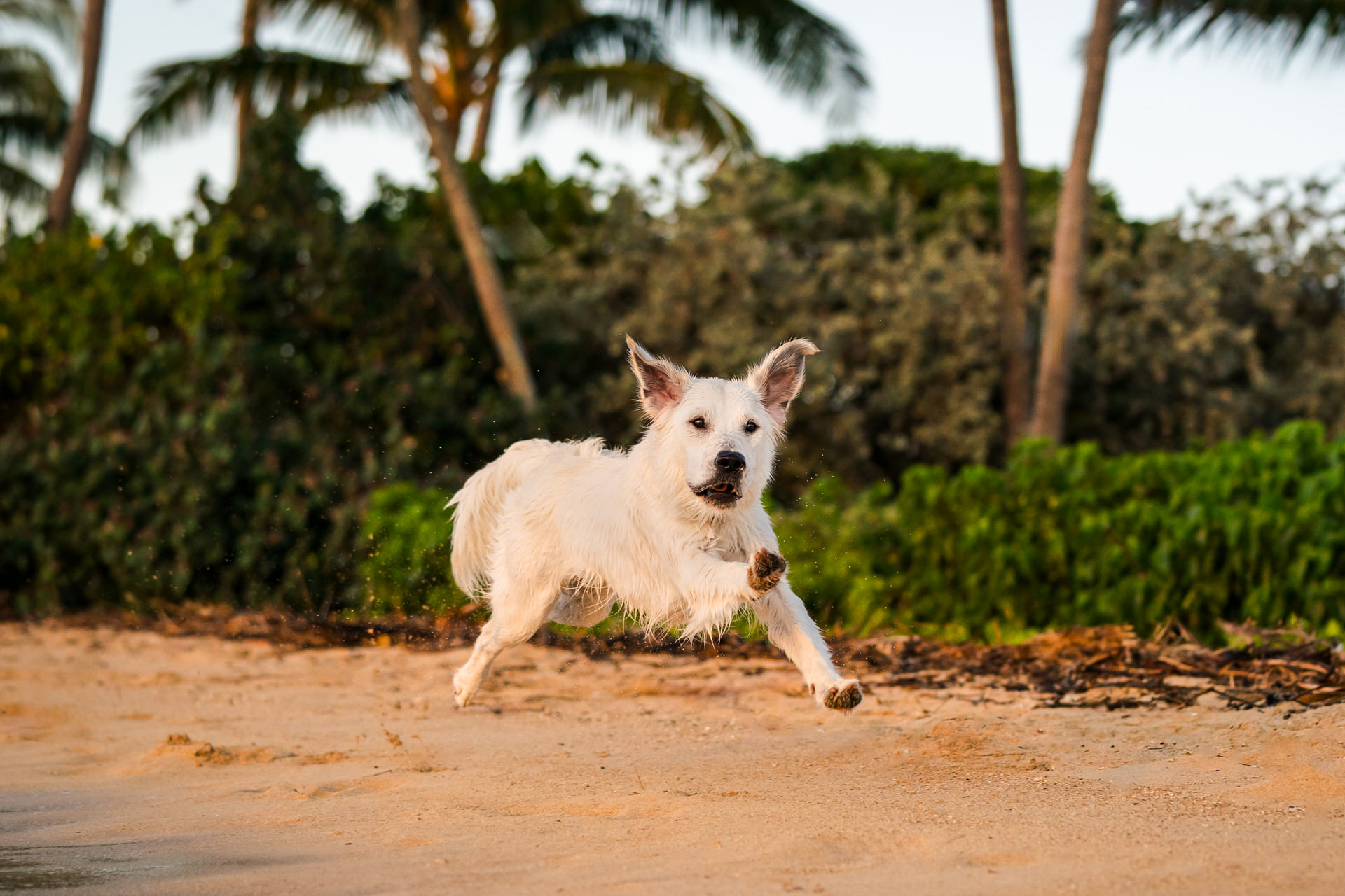 White dog running on beach at sunset.