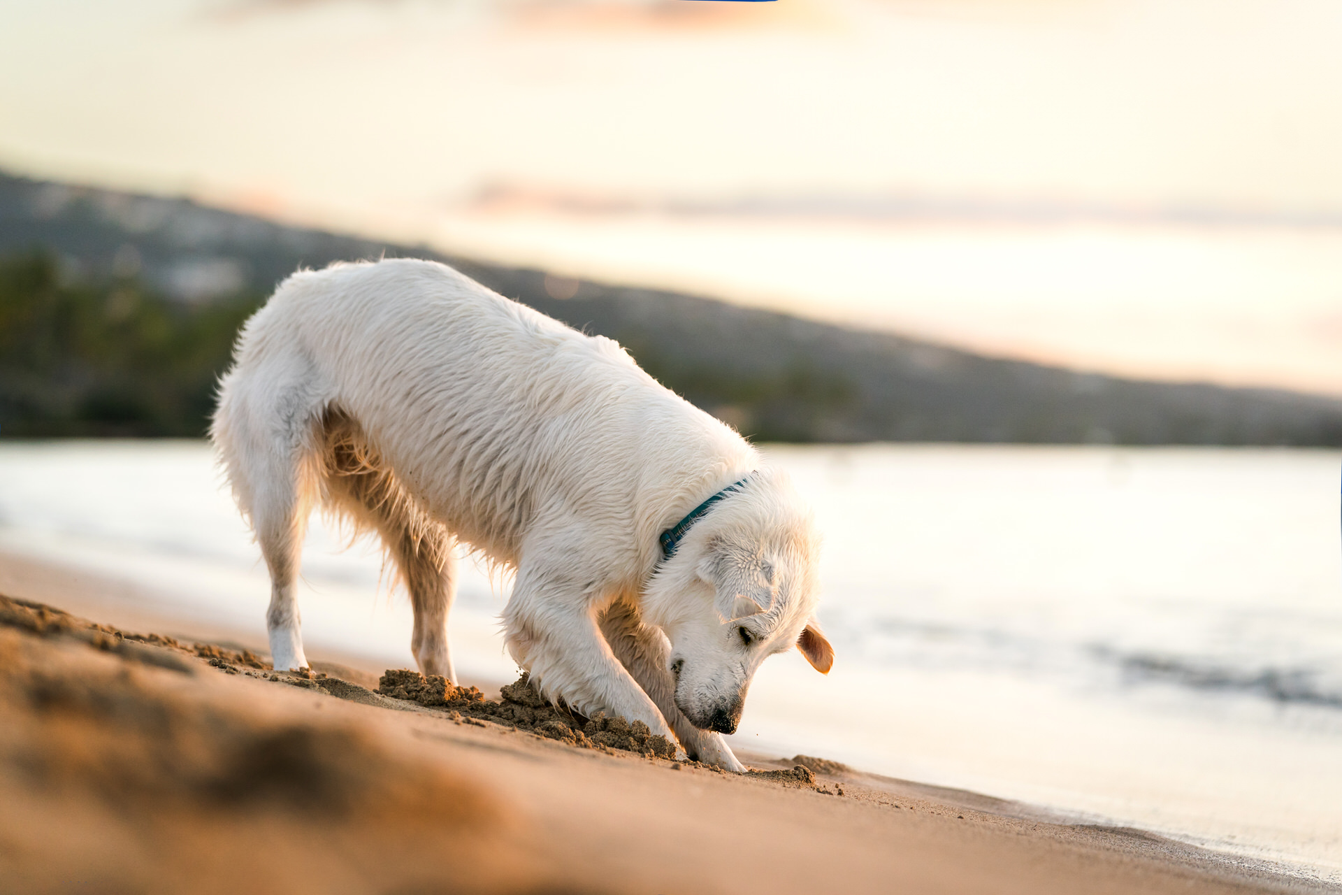 White dog sniffing sand on beach at sunset.