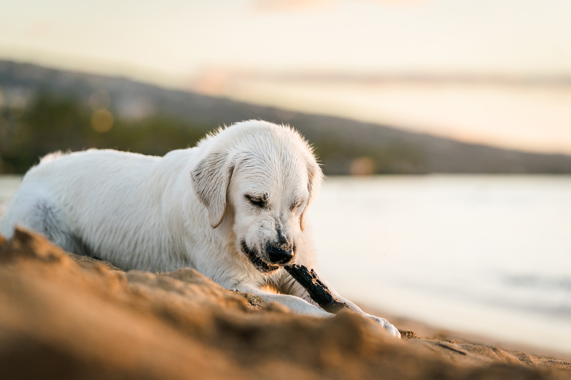 White dog playing with stick by lake at sunset.