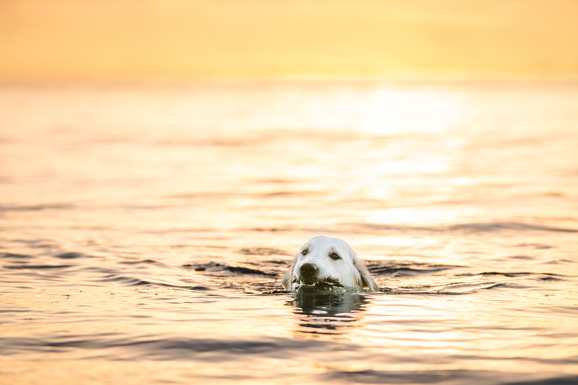 Dog swimming at sunset in sea