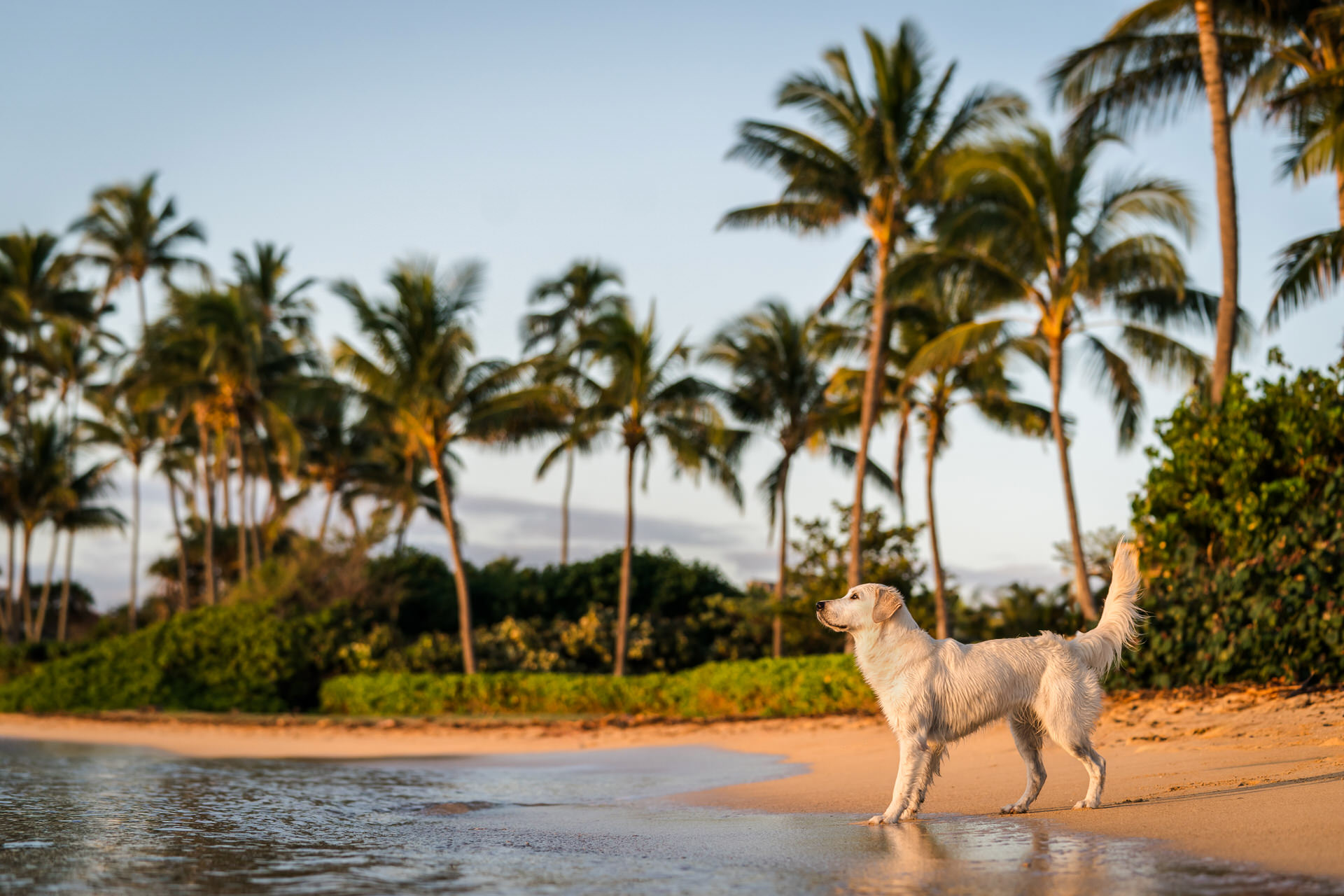 Dog on tropical beach at sunset