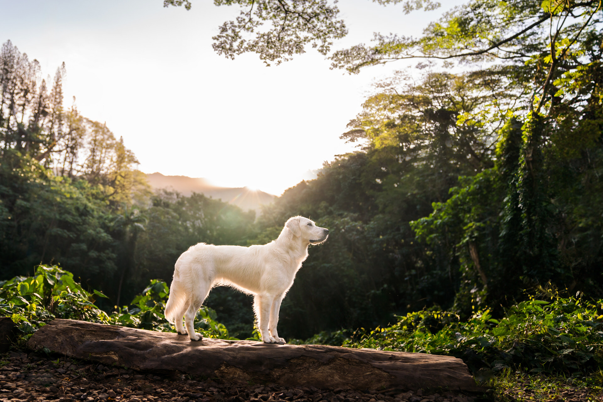 Dog standing in forest at sunrise