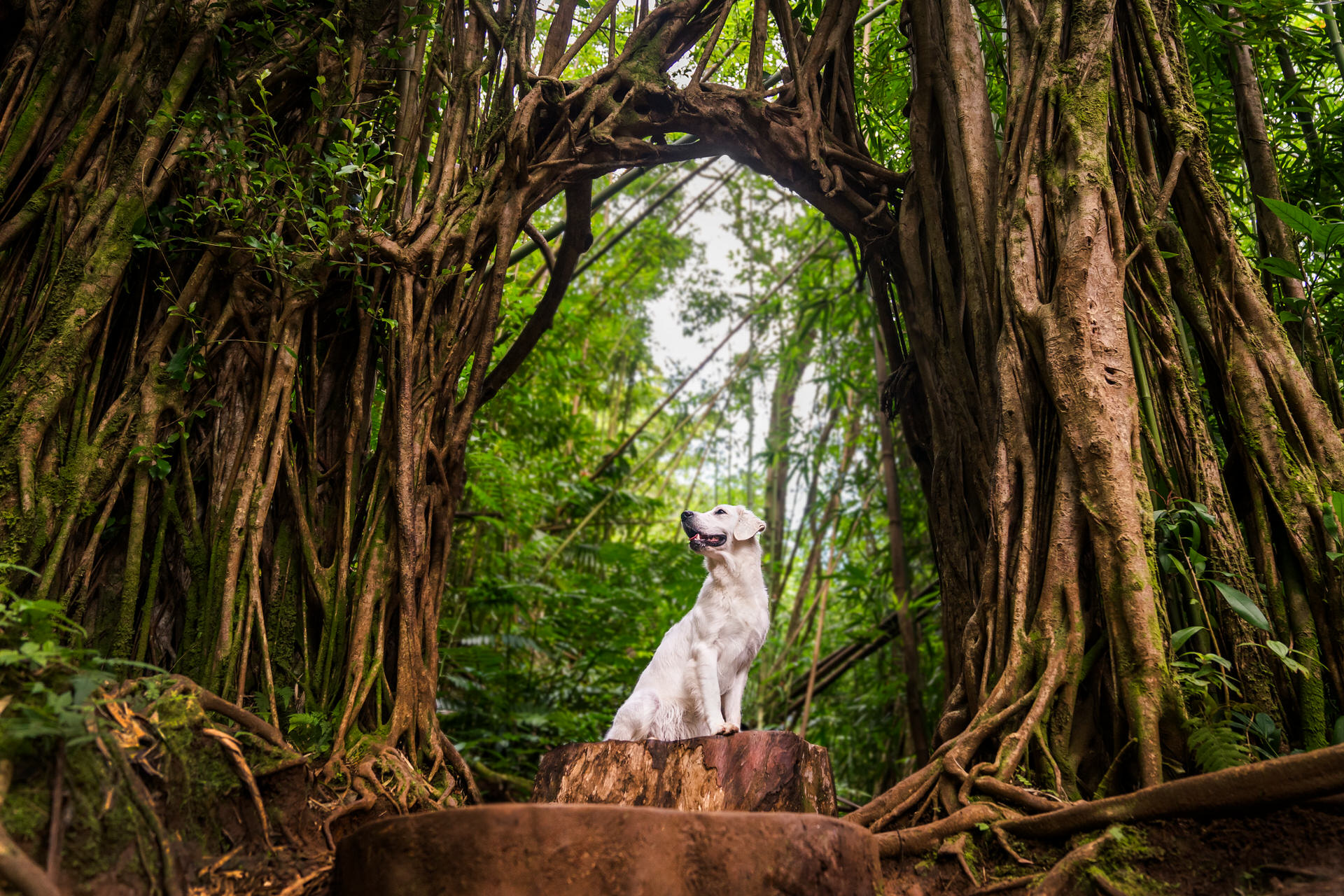 Dog sitting under forest banyan tree canopy.