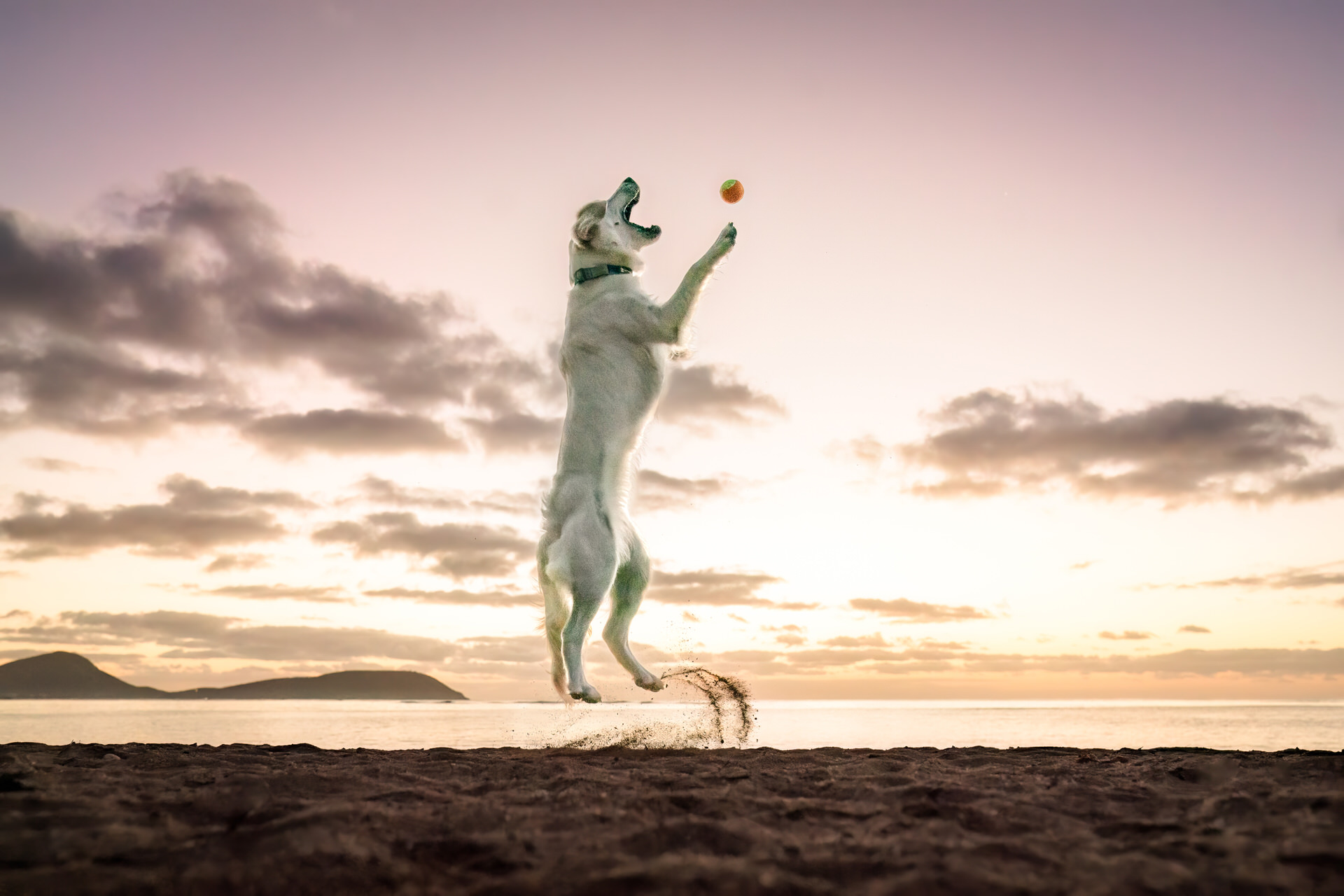 Dog jumping to catch ball at beach sunset in Hawaii.