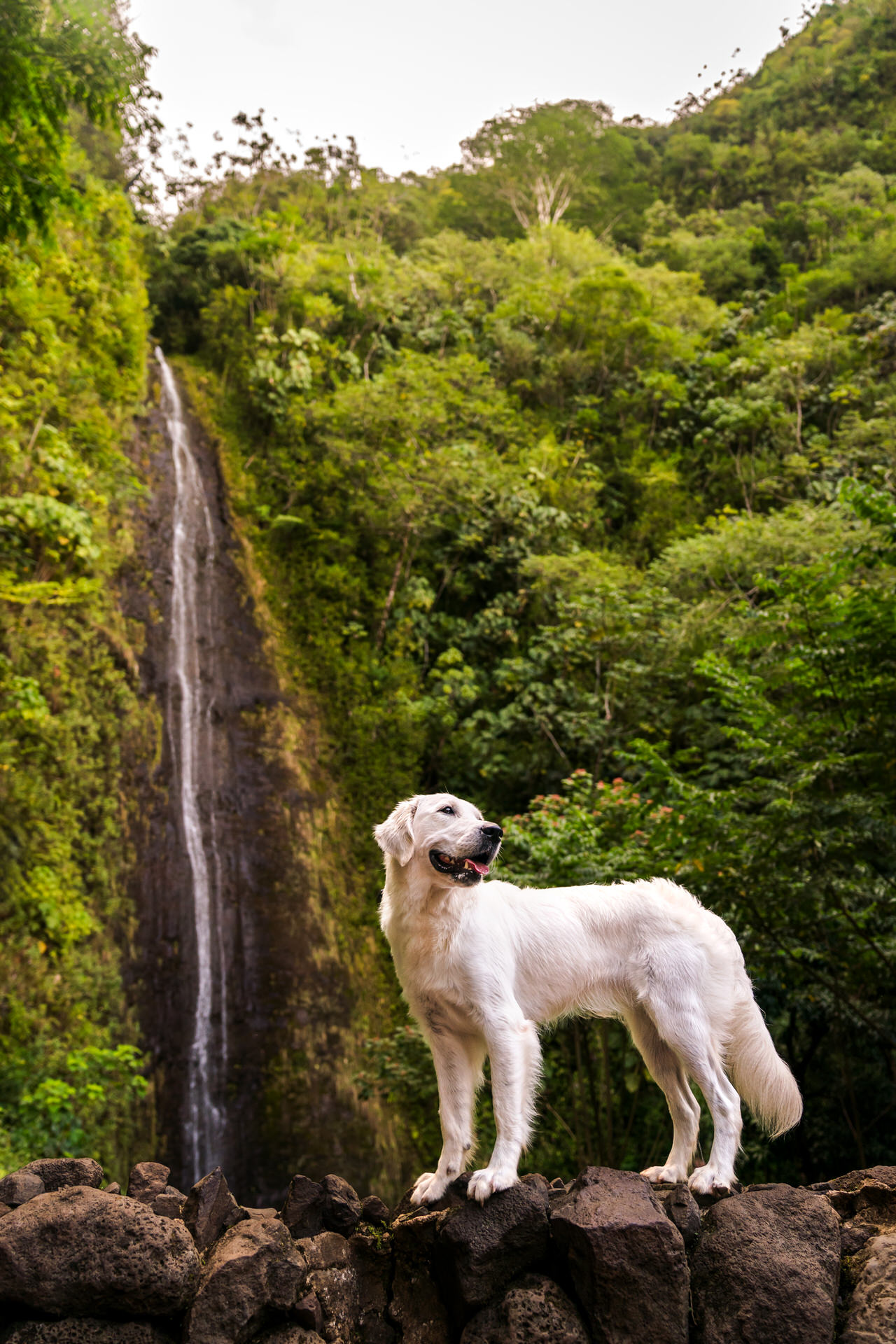 White dog standing by waterfall in lush forest.