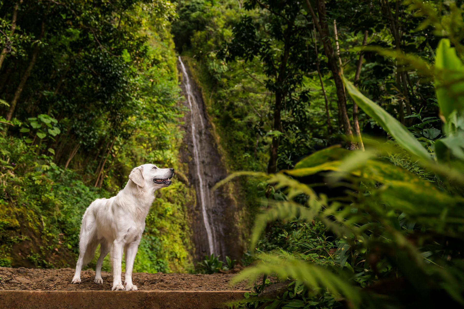 Dog standing near a jungle waterfall.