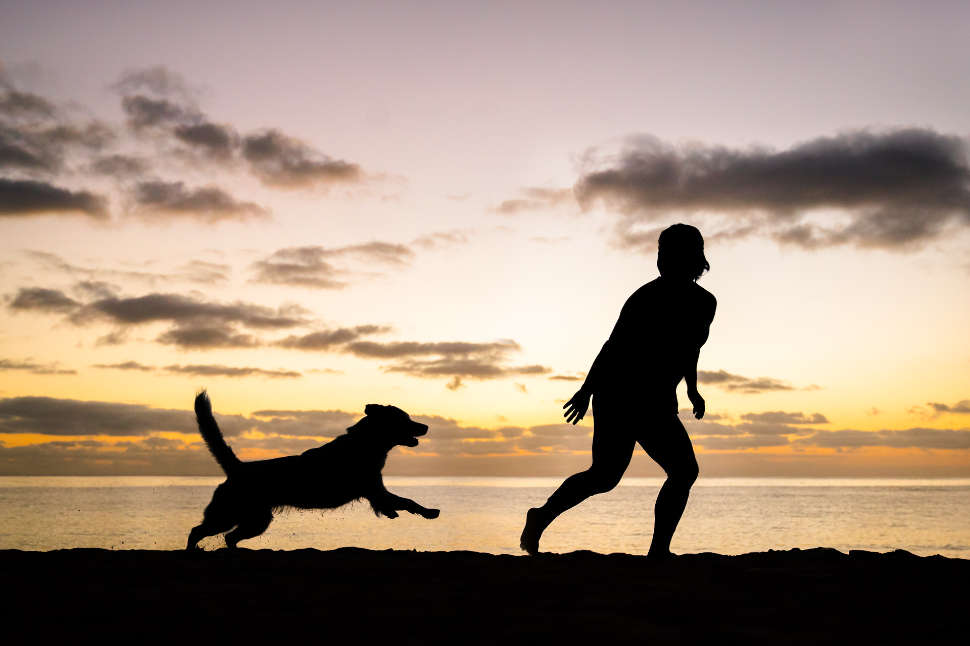 Person and dog silhouette playing at sunset