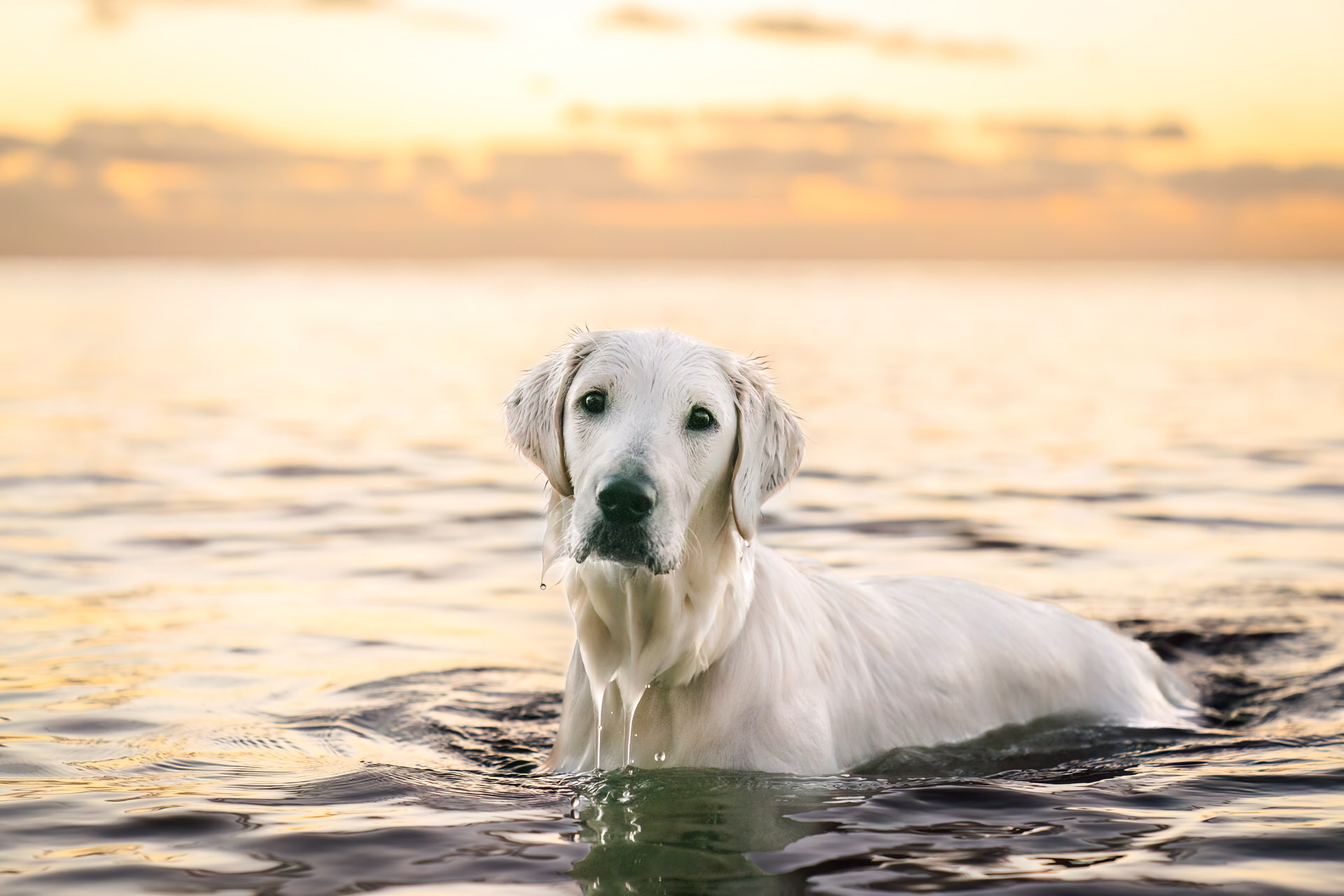 White dog swimming at sunset.
