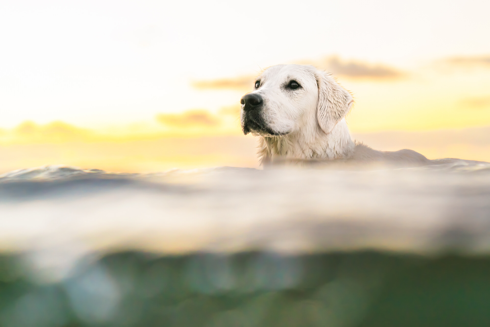 Labrador swimming at sunset.